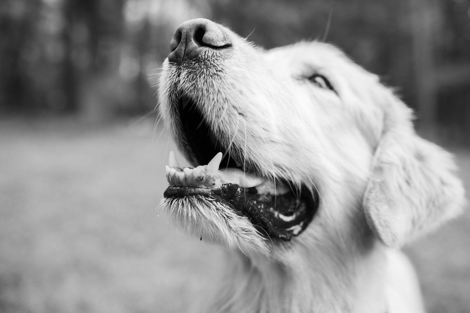 Close-up profile view of a white terrier mix dog's face showing joyful expression and open mouth.