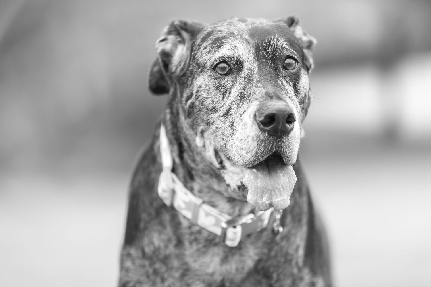 Black and white portrait of a senior pitbull type dog with a gentle expression wearing a collar.