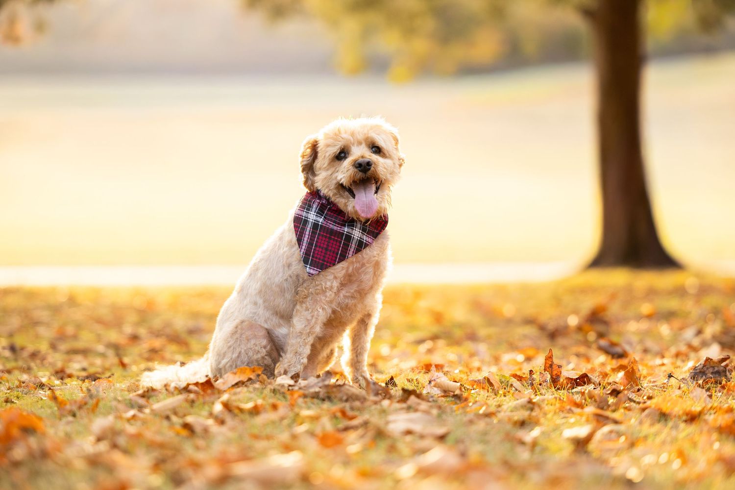 Fluffy dog wearing plaid bandana sitting in autumn leaves at park with golden sunlight and tree in background.