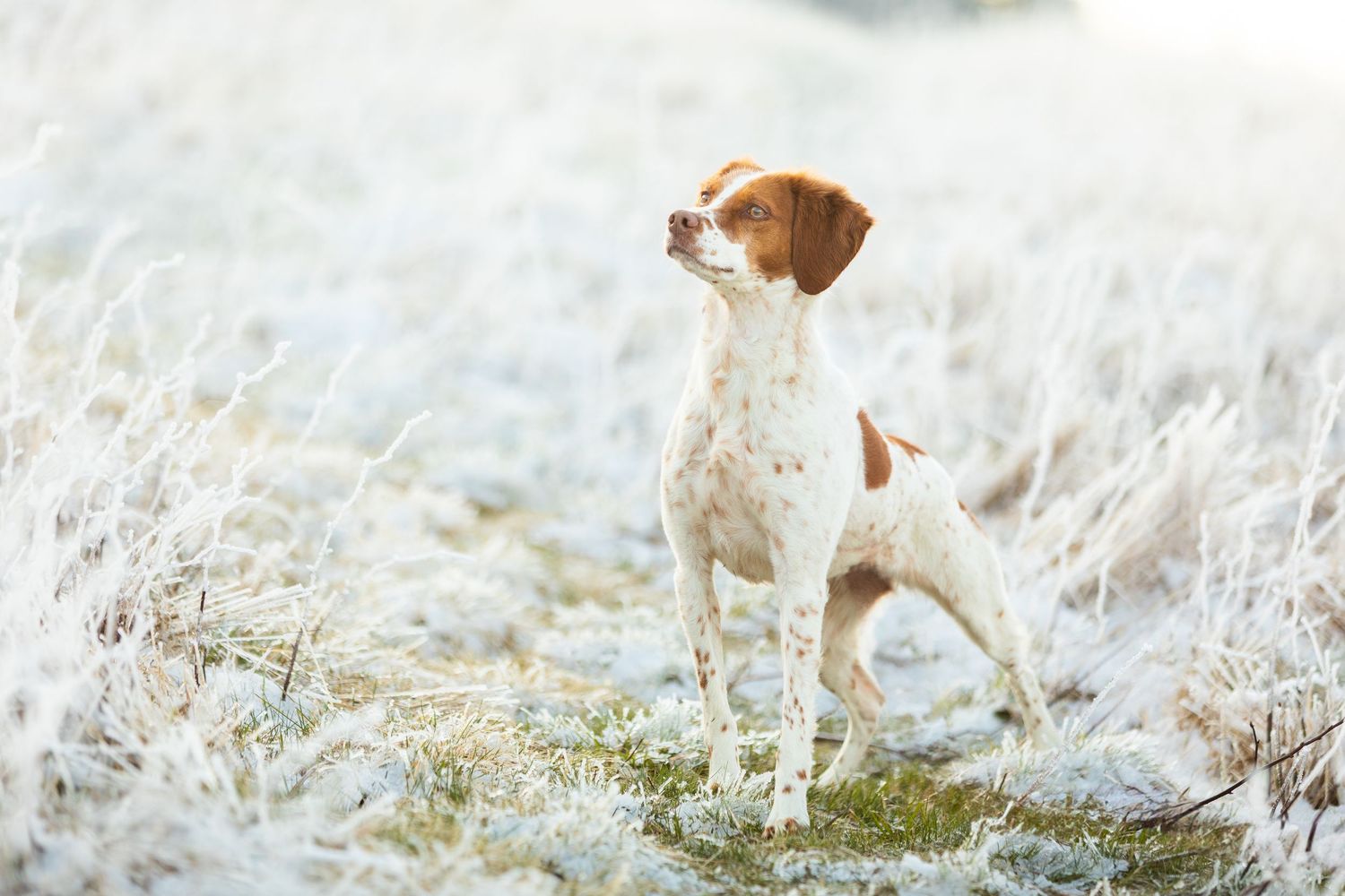 Brittany Spaniel dog standing alert in a frost-covered field with white icy grass in soft winter light.