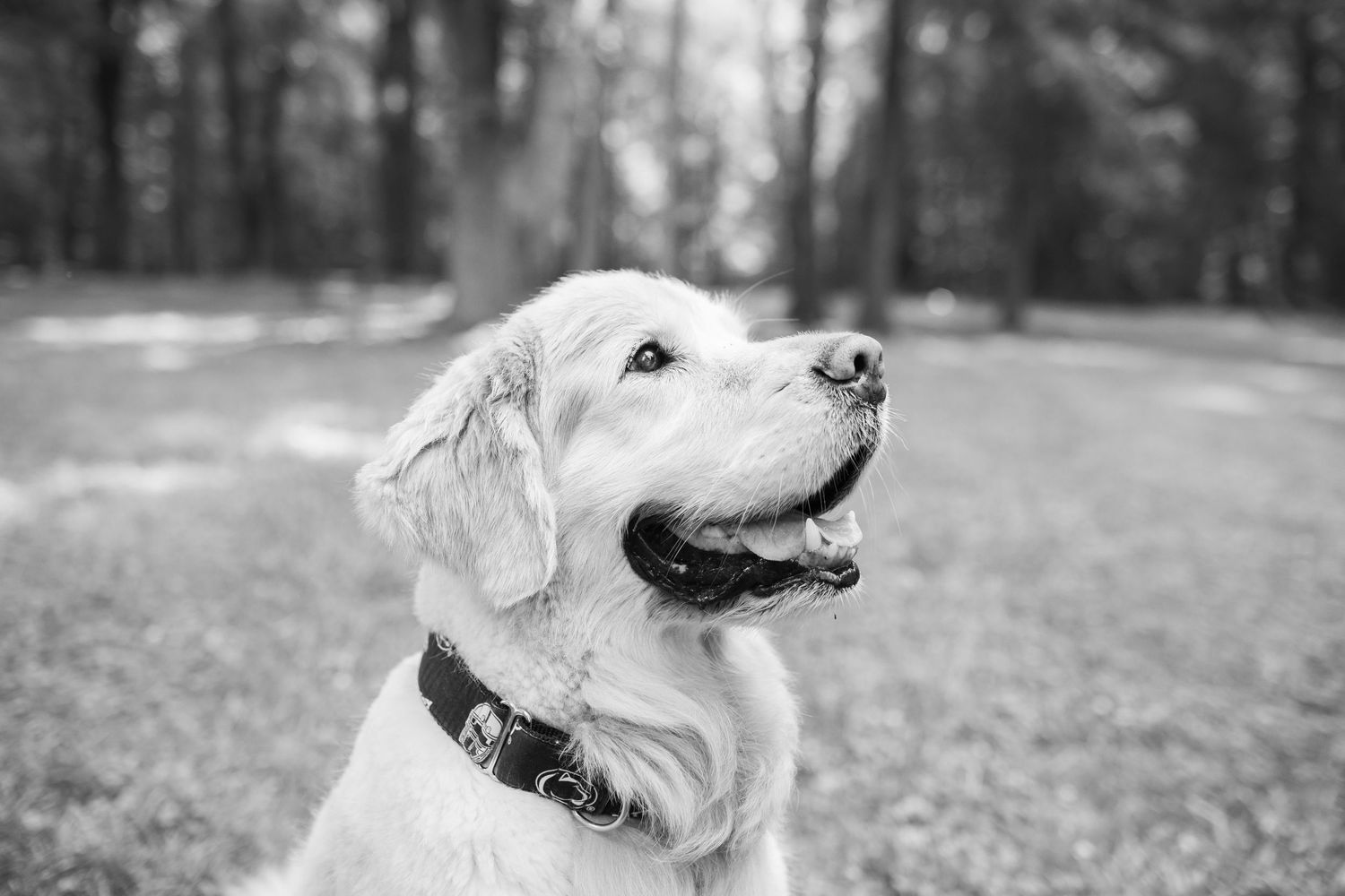 A montage of seven black and white photos showing a happy dog playing and enjoying time outdoors in nature.