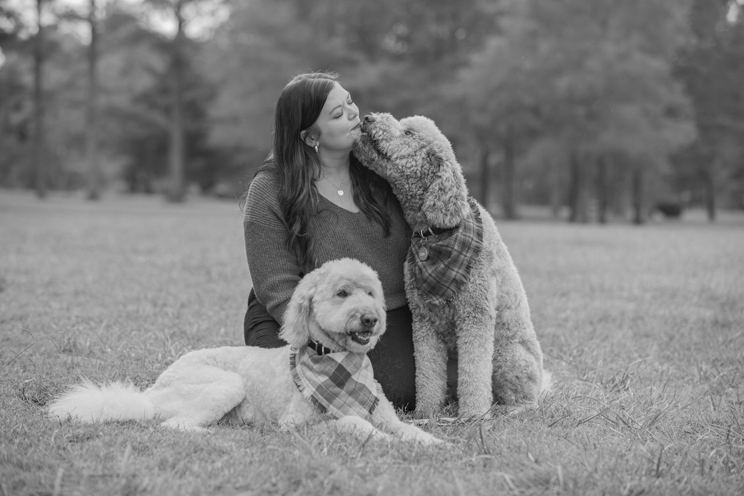 A heartwarming black and white photograph showing two large dogs and their companion sitting together in a grassy field.