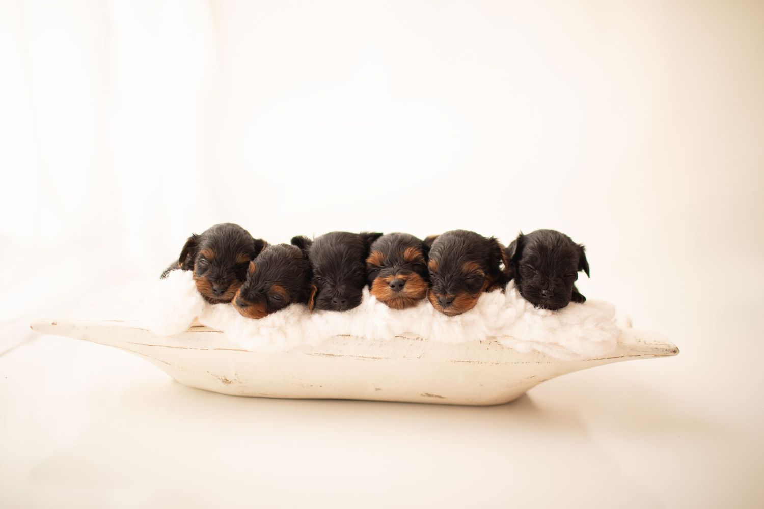 Five tiny black and brown puppies sleeping in a row on a white pillow against a light background.