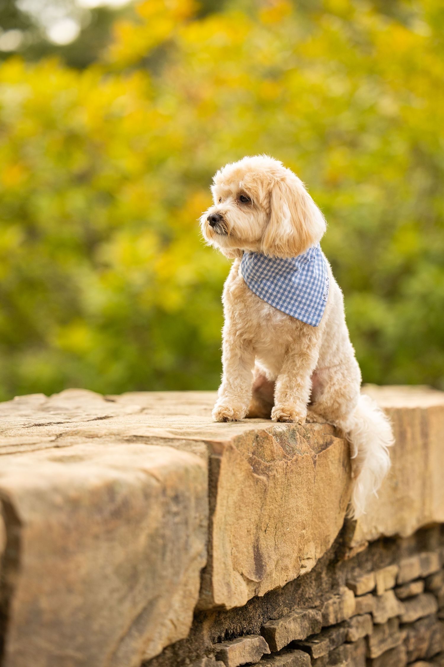 Fluffy cream dog wearing blue bandana sits on stone wall with colorful autumn foliage background.