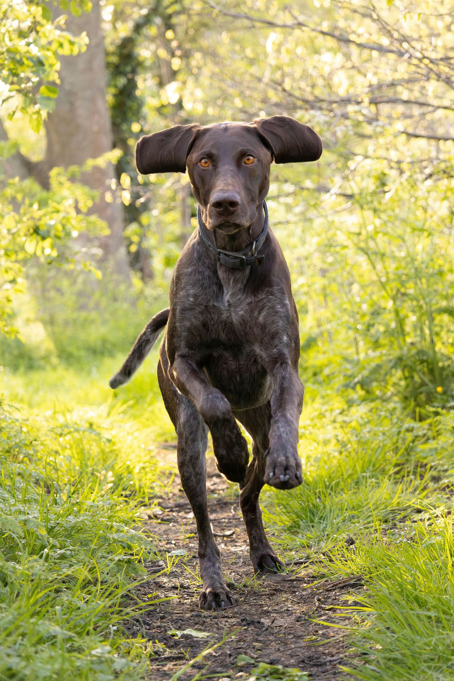 A chocolate Labrador puppy runs playfully through a sunlit forest trail with golden foliage in the background.