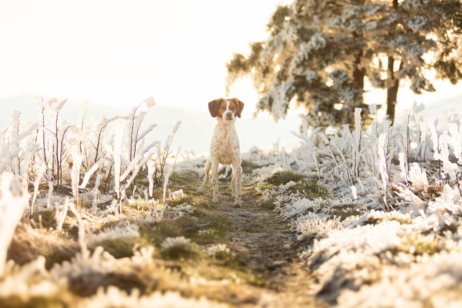 Dog stands alert on a frosty winter path surrounded by bare trees and frost-covered grass in morning light.
