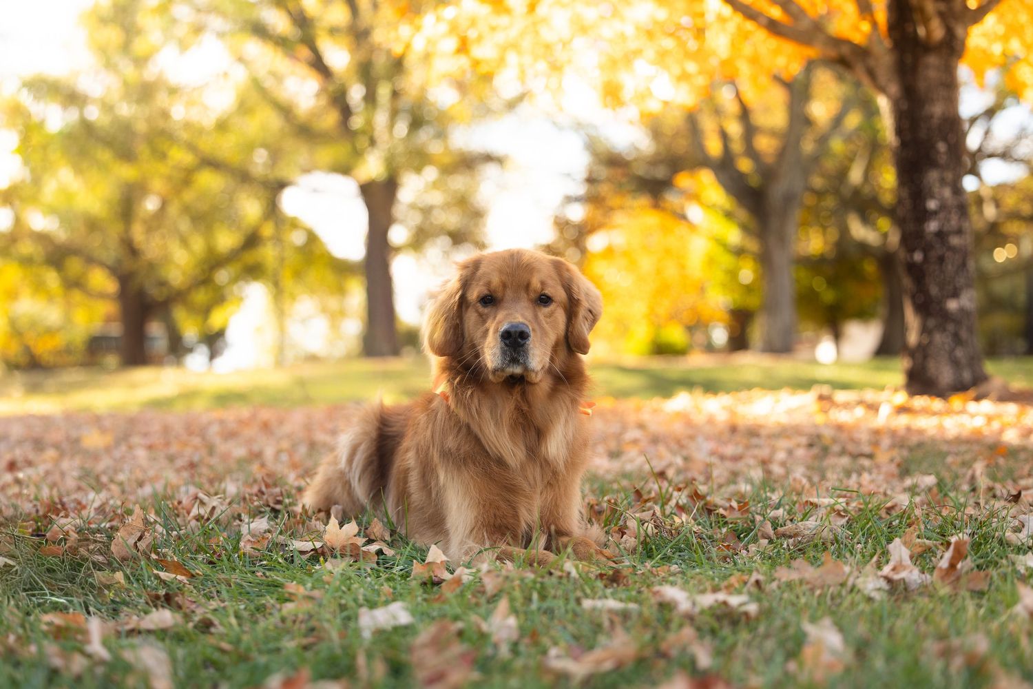 Golden retriever dog sitting in autumn leaves with warm sunlight filtering through trees in park setting.
