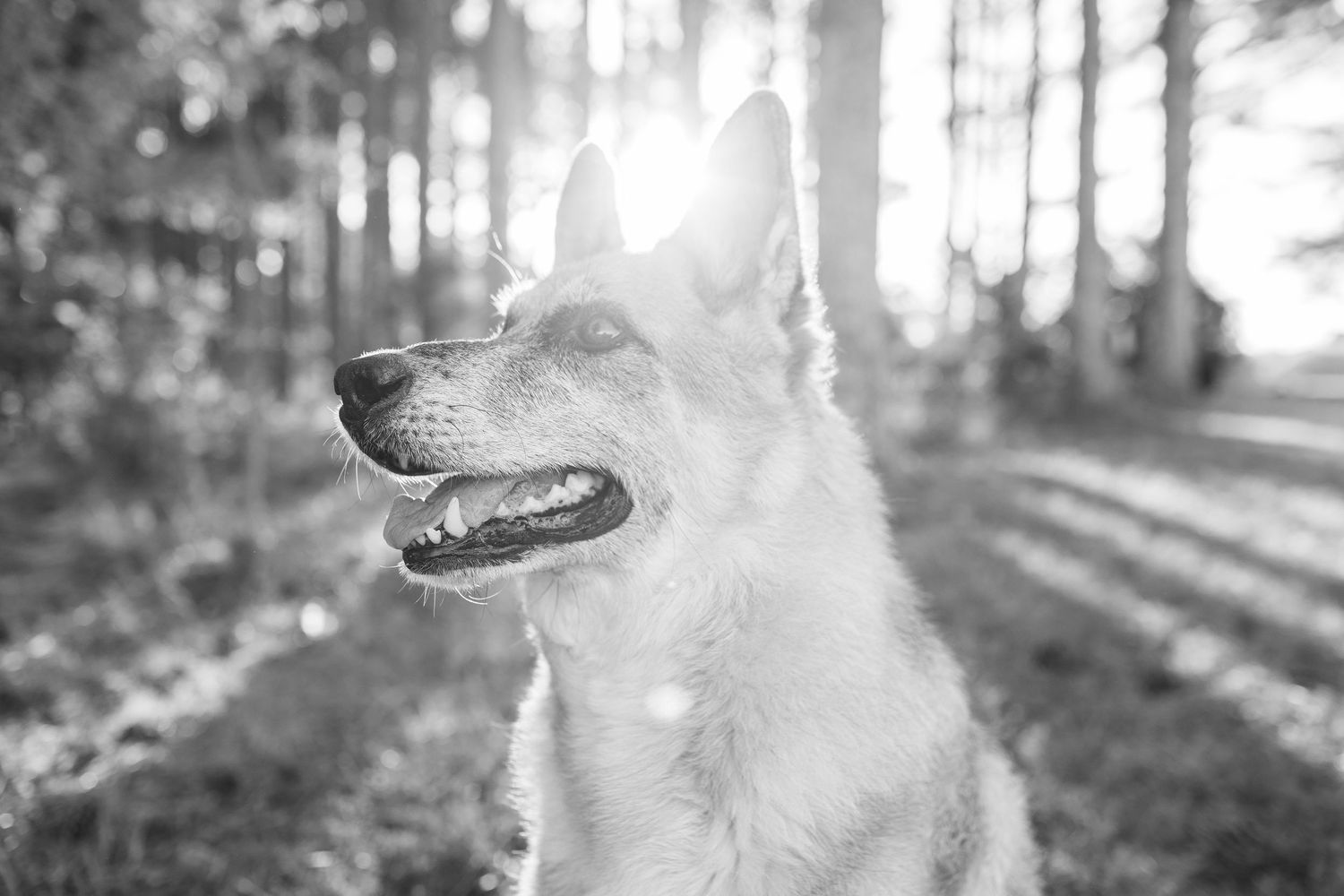 A black and white photo montage shows six different views of a dog walking through a sunlit forest path.