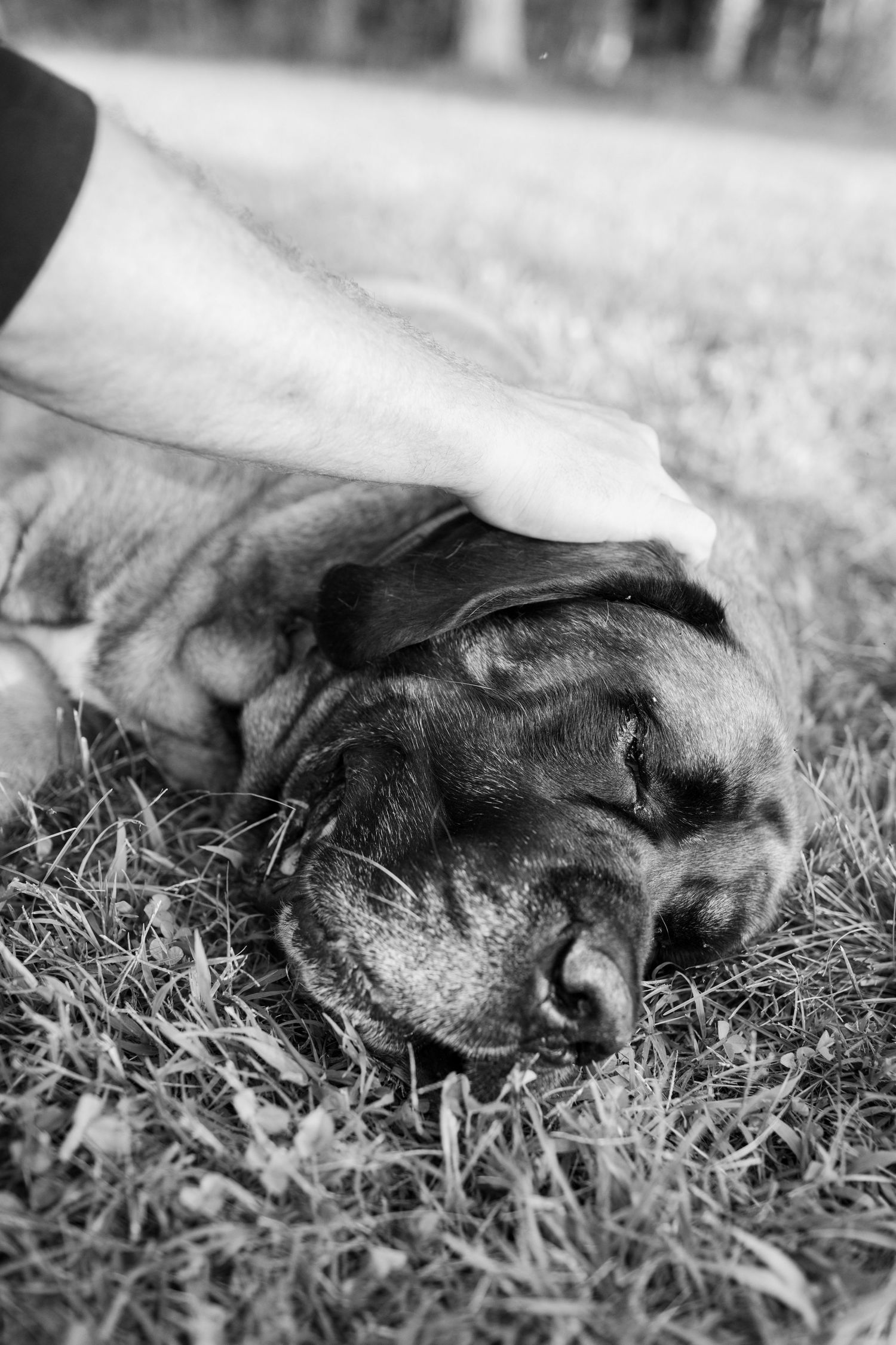 Black and white photo of a sleeping dog lying peacefully in grass, captured in segments across multiple frames.