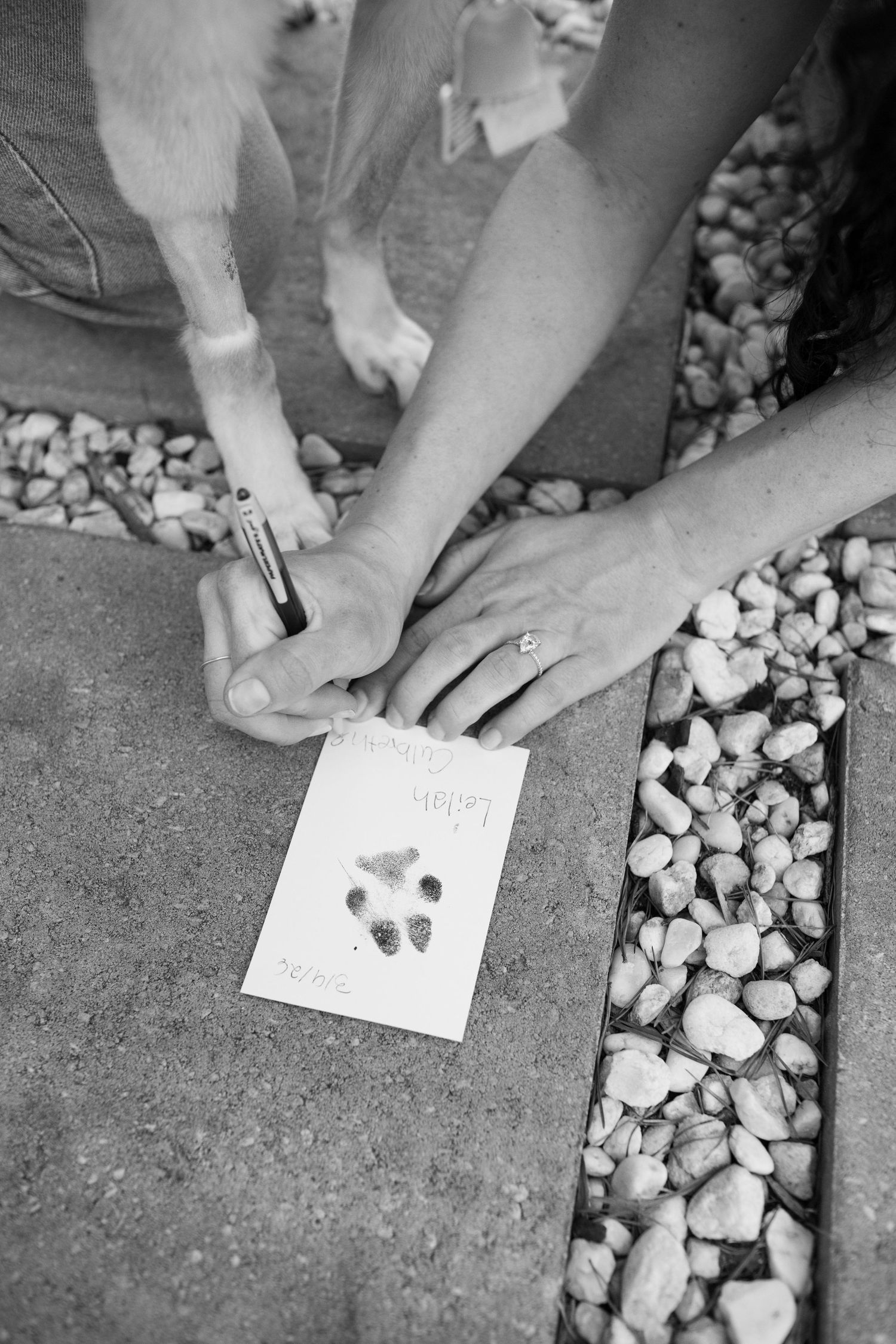 Hands pressing a dog paw print onto a card beside gravel, black and white photo.