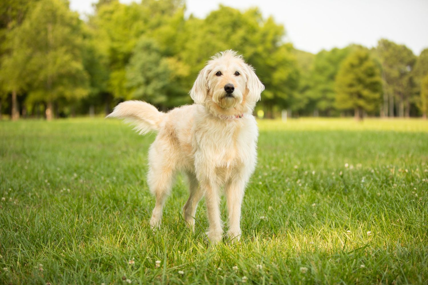 Fluffy golden doodle dog standing alert on green grass in a sunny park with trees in the background.