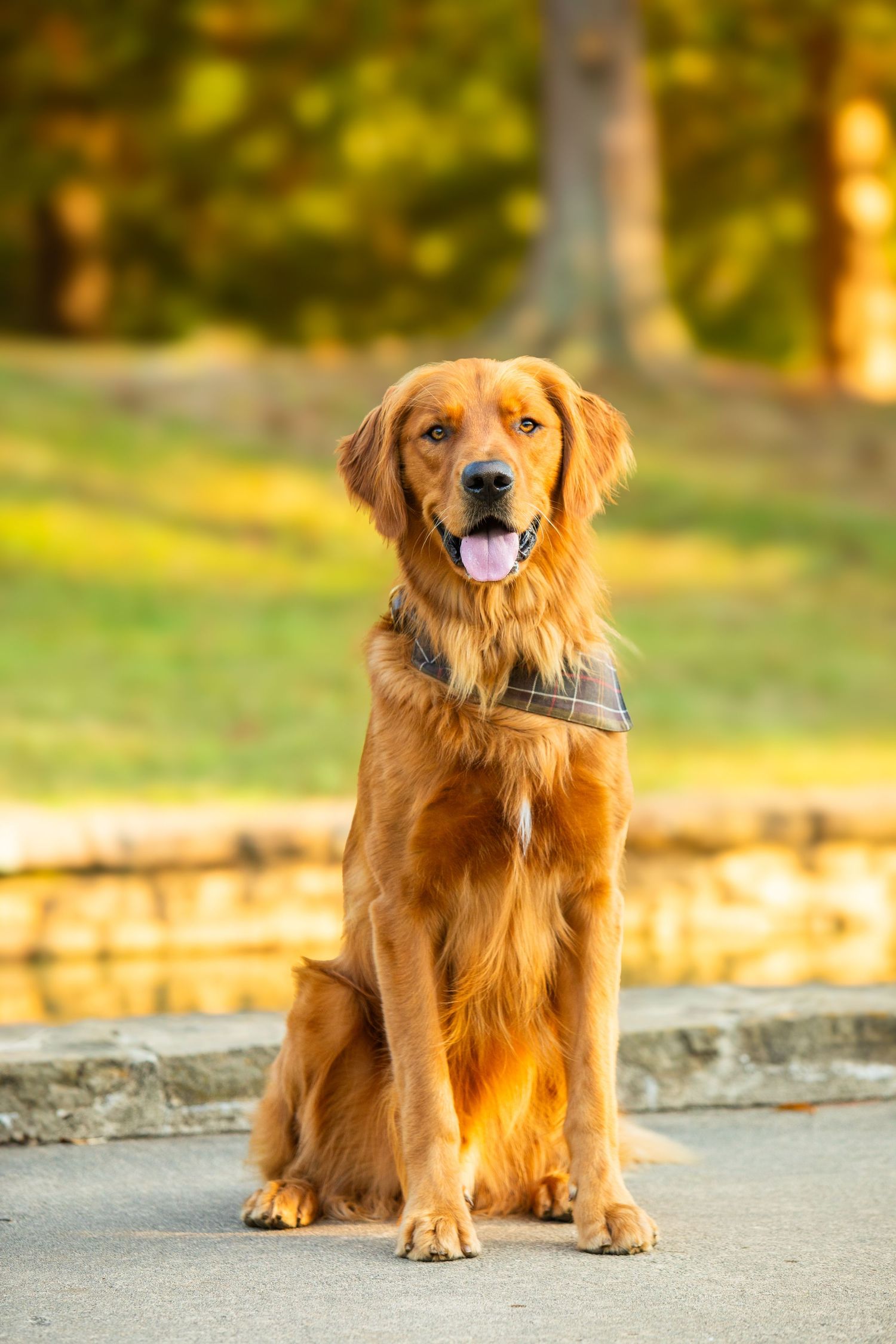 A happy golden retriever dog with a plaid collar sits on a stone path in warm autumn sunlight.