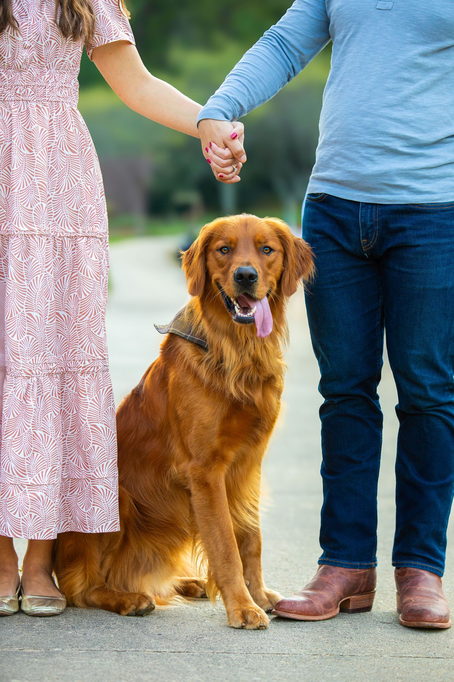 Golden retriever dog sits between people wearing blue jeans and pink dress during outdoor photo session.
