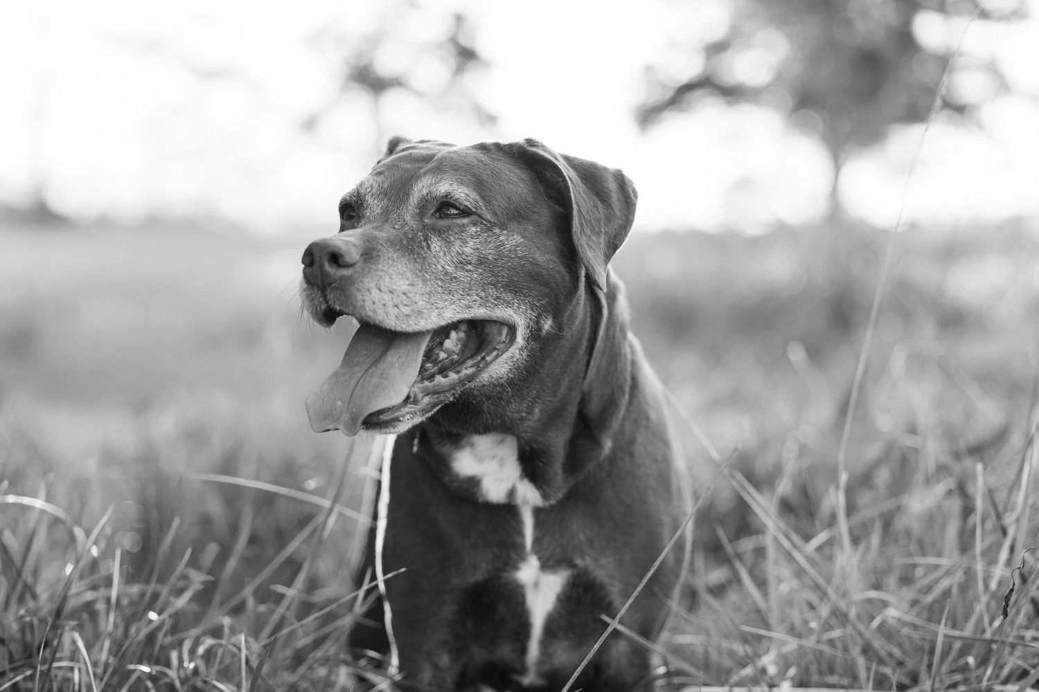 Black and white photo of a happy dog with tongue out sitting in grass with trees in the background.