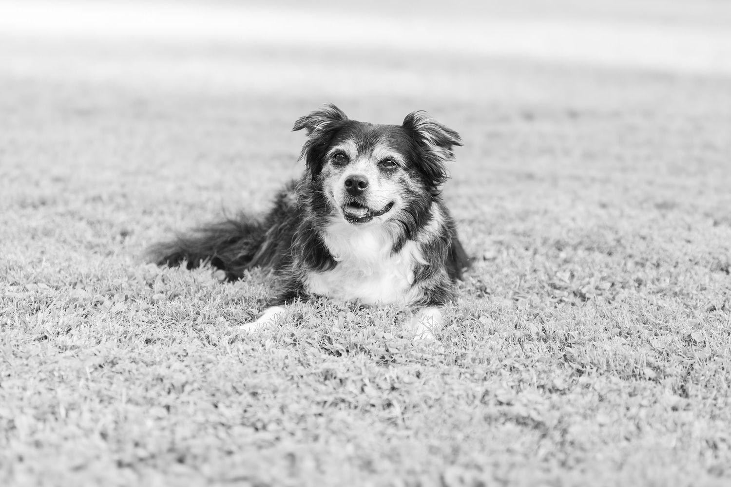 A black and white Border Collie mix dog lies contentedly on grass in a monochrome photograph.