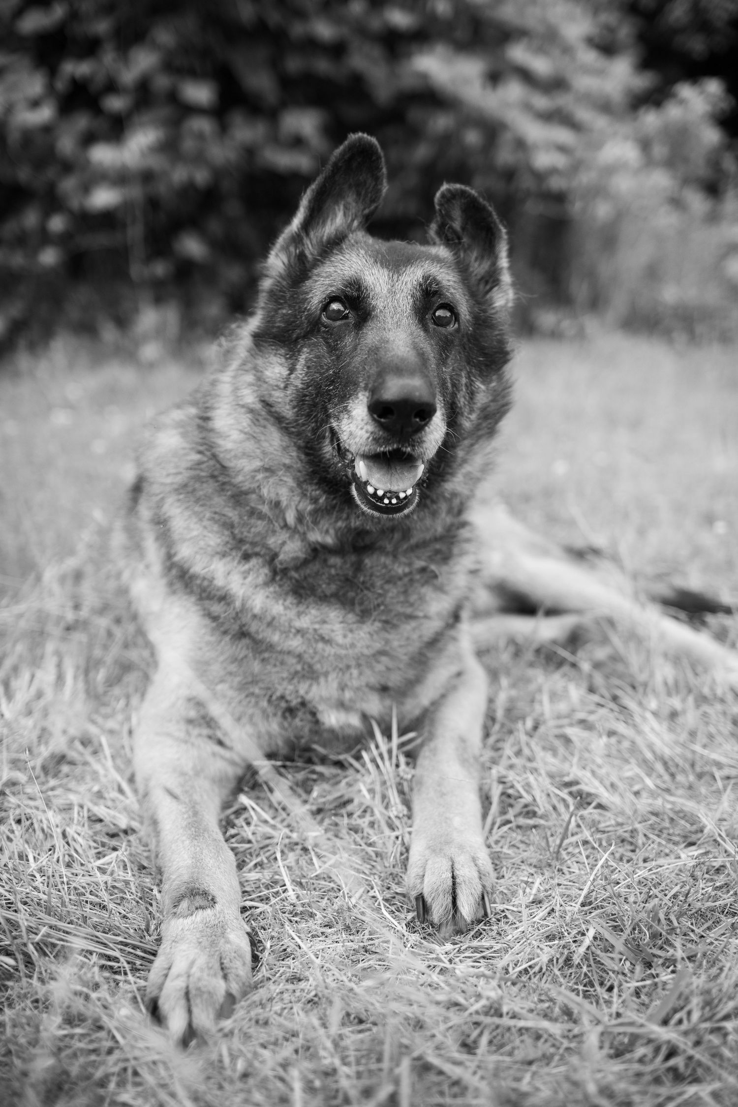 Black and white portrait of an elderly German Shepherd dog lying on hay with expressive eyes and a gentle smile.