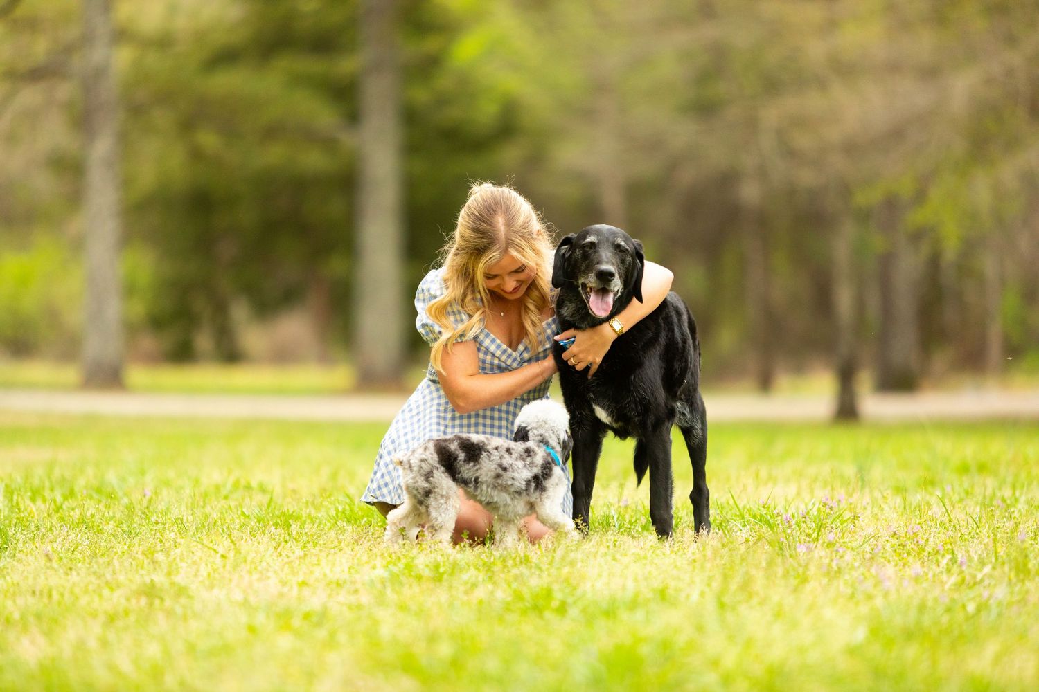 Dogs and cats play together in a sunny field of yellow wildflowers during springtime.