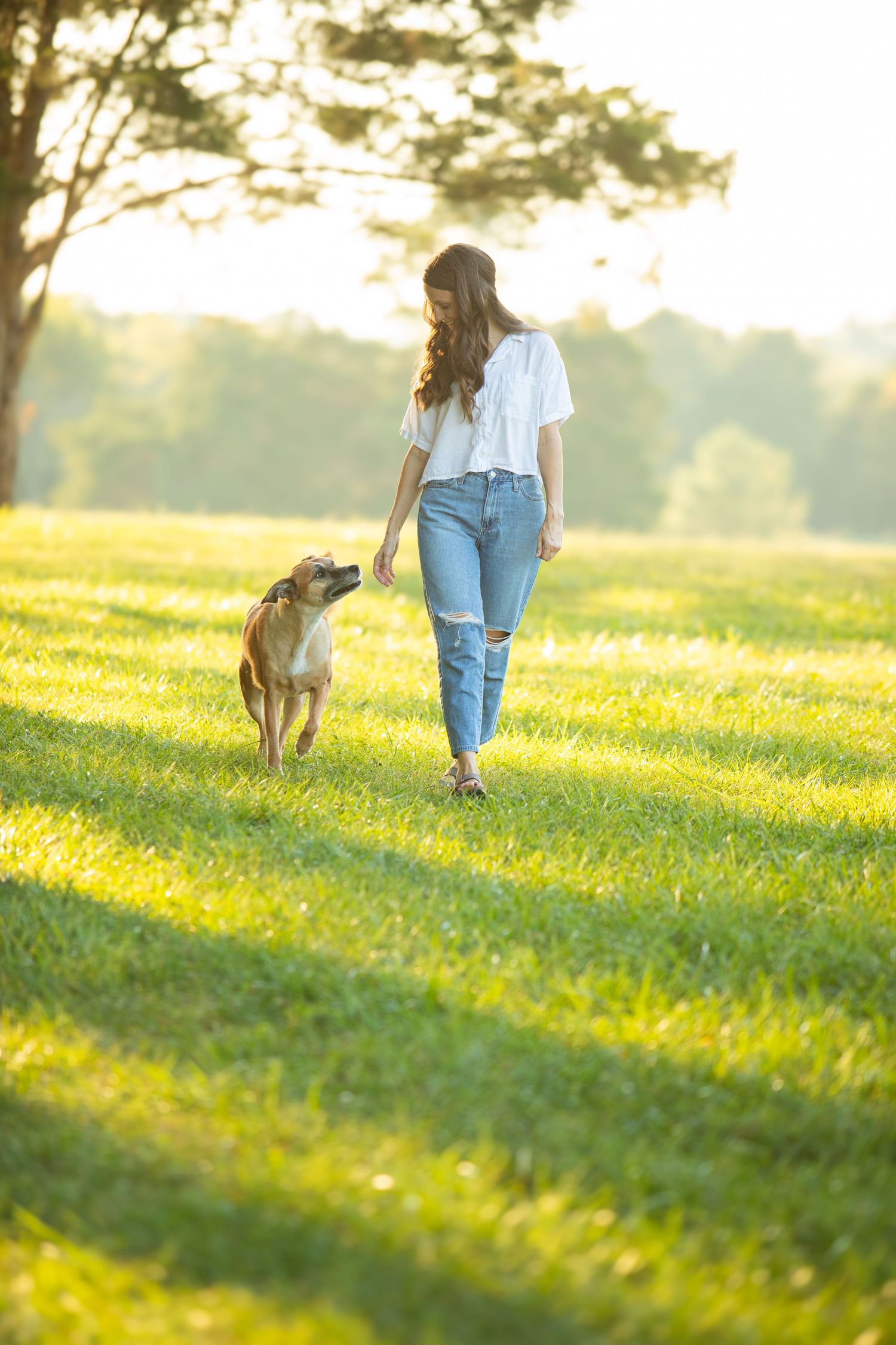 Dog and companion walk together on a grassy hill backlit by golden sunset light, creating a serene outdoor scene.