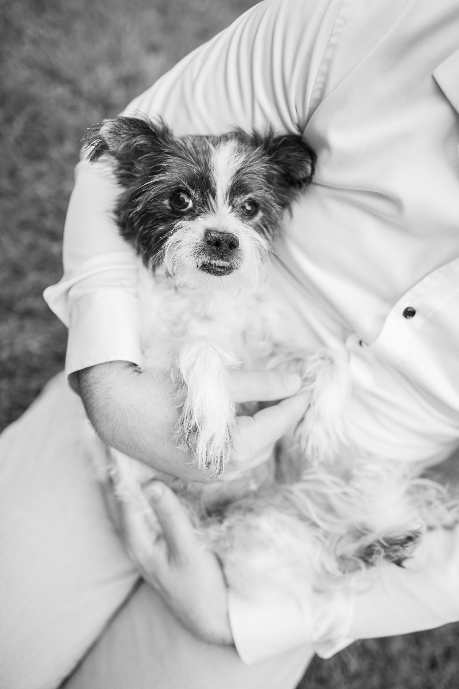 Black and white puppy lying on its back in white fabric while getting belly rubs, showing playful and relaxed expression.