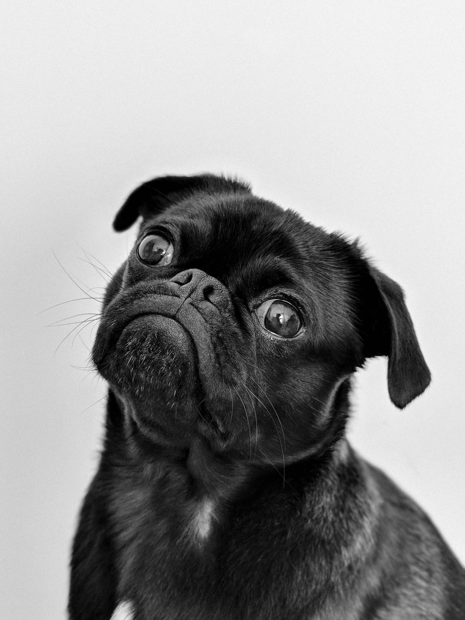 Black pug puppy looking up with wide eyes in dramatic black and white portrait.