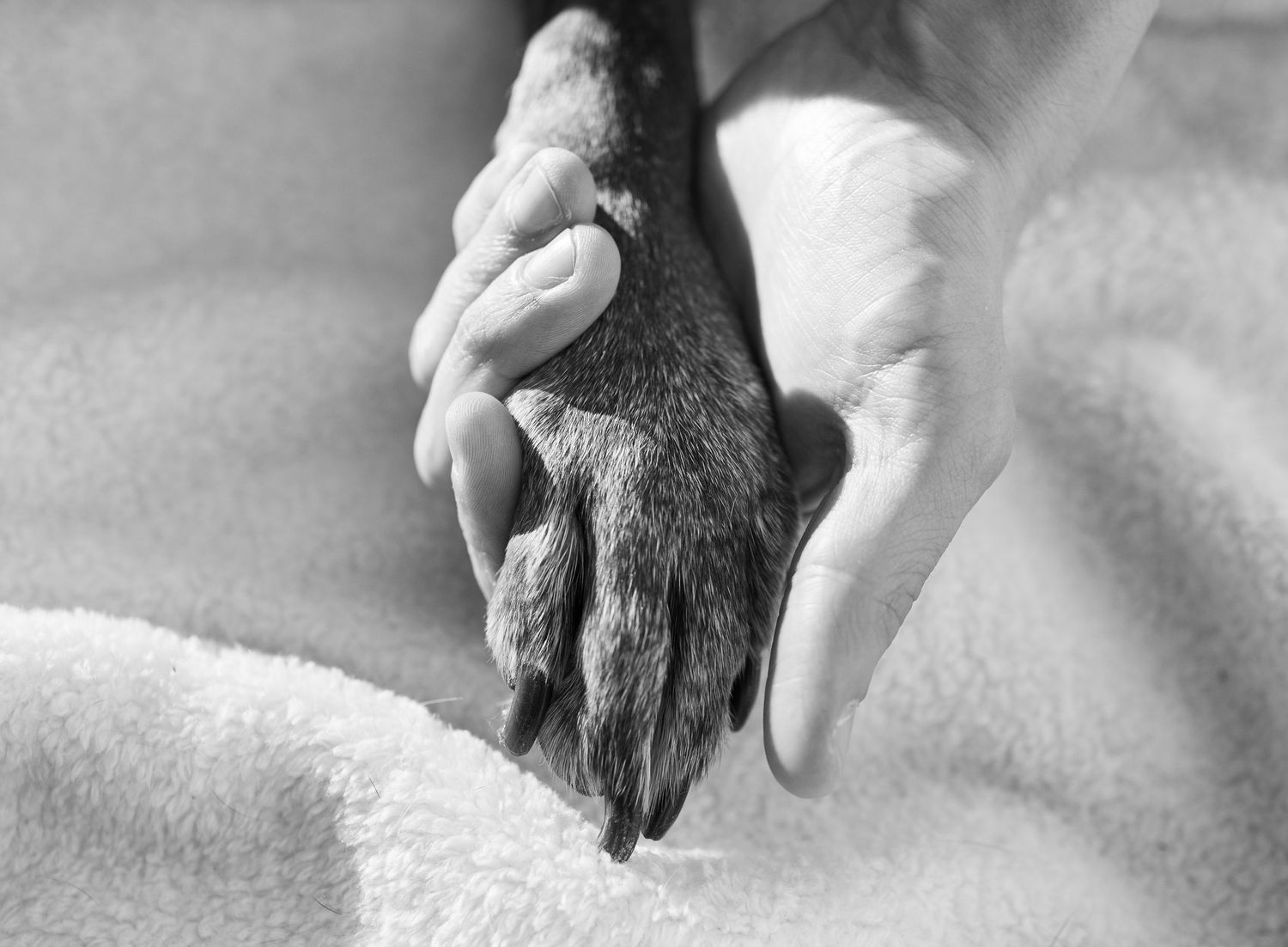Black and white photo of a human hand gently holding a dog paw on a soft towel.