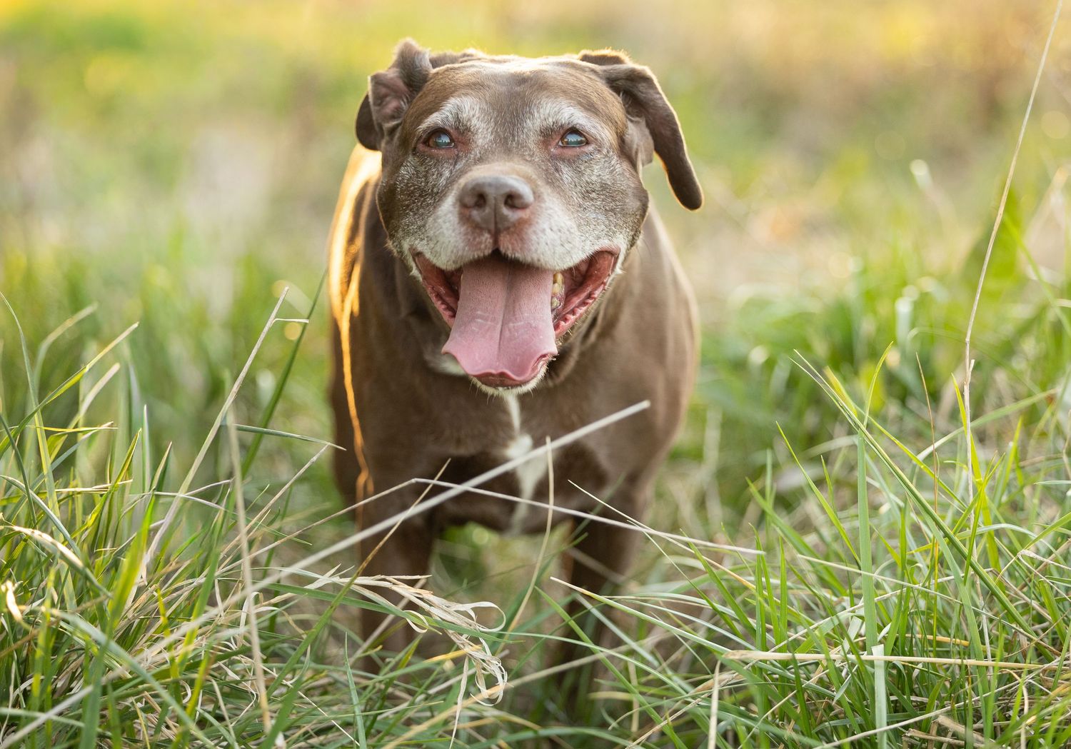 Happy brown Pit Bull dog running through green grass with tongue out on a sunny day.