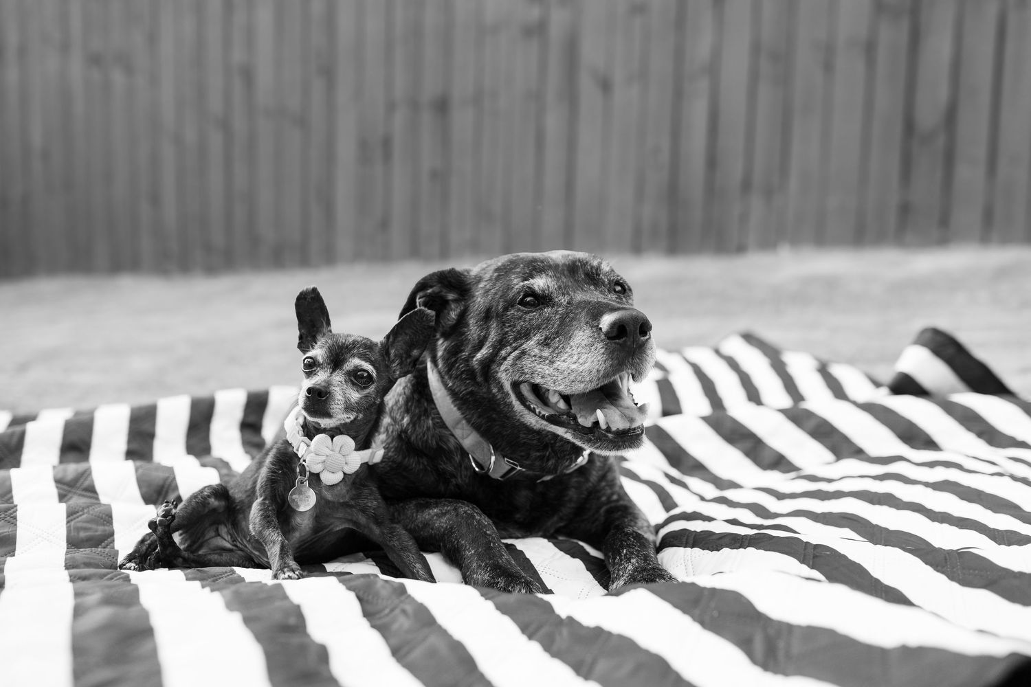 Two black dogs lying on a striped blanket outdoors, one small and one large, both appearing happy in a black and white photo.
