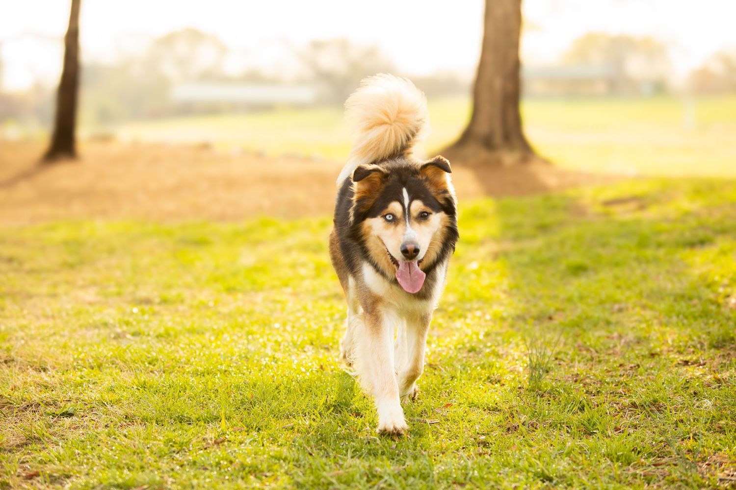 Happy Alaskan Malamute dog running in sunny park with wagging tail and cheerful expression.