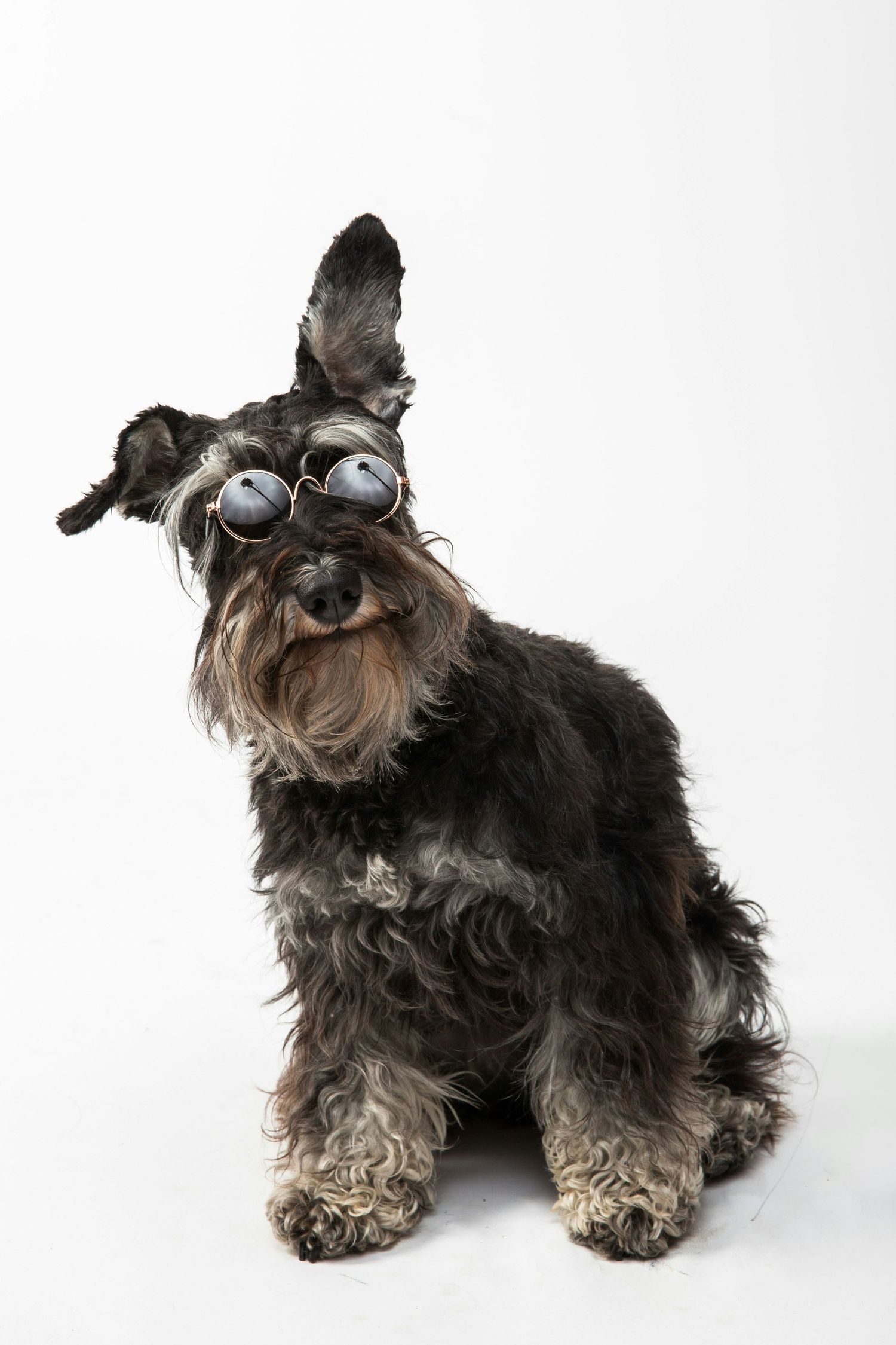 A miniature schnauzer wearing sunglasses poses playfully in three different positions against a white background.