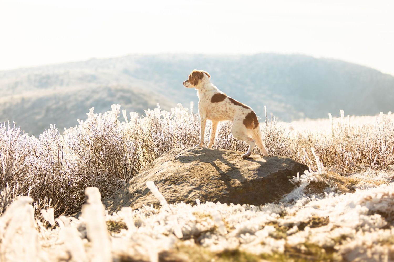 A brown and white dog stands majestically on a rocky outcrop during golden hour with mountains in the background.