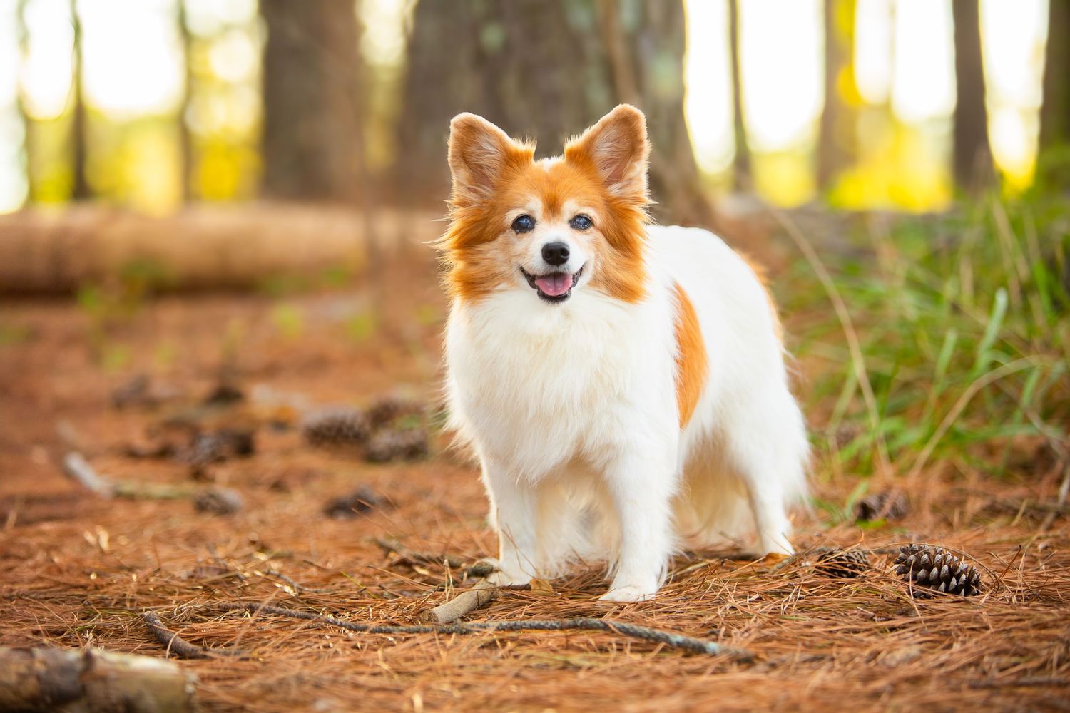 Happy Papillon dog runs and plays on a nature trail through autumn trees with golden sunlight filtering through leaves.