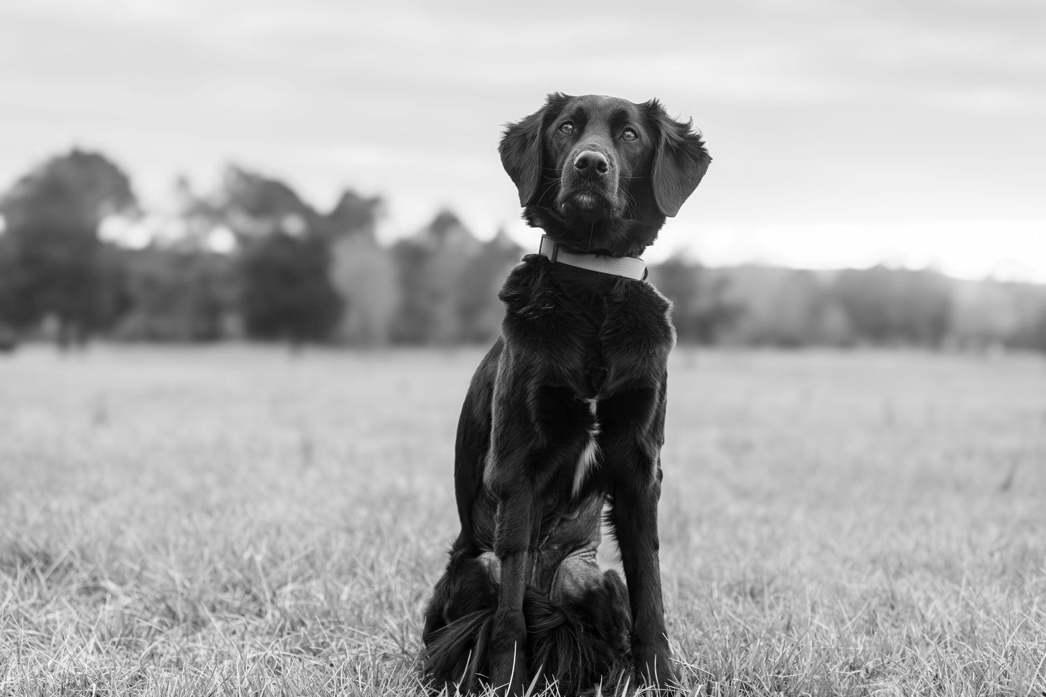 A collage of six black and white photos showing a Lab puppy growing up in similar poses across different time periods.