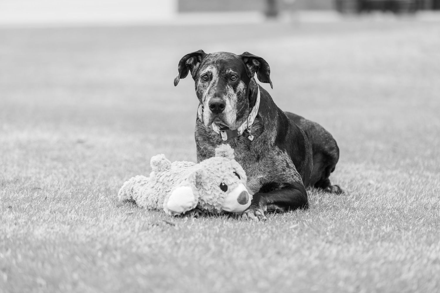 A black and white dog lies in the grass with a plush stuffed toy in a monochromatic photograph.