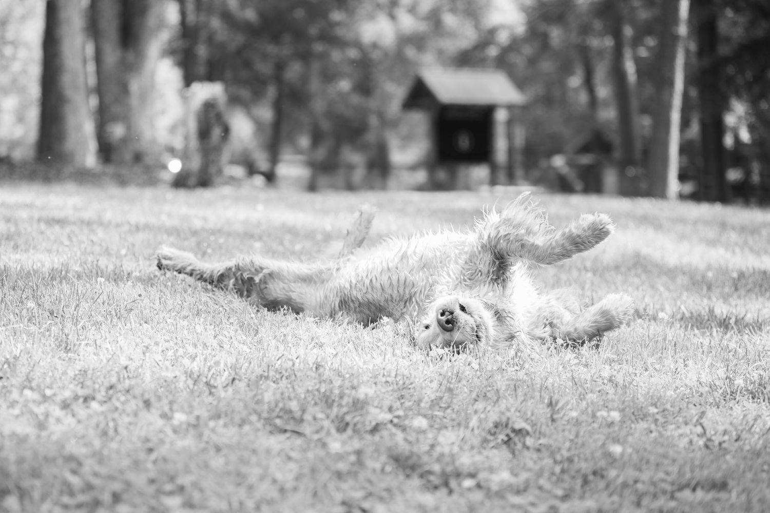 A happy dog rolls playfully in the grass with a small wooden structure visible in the background.