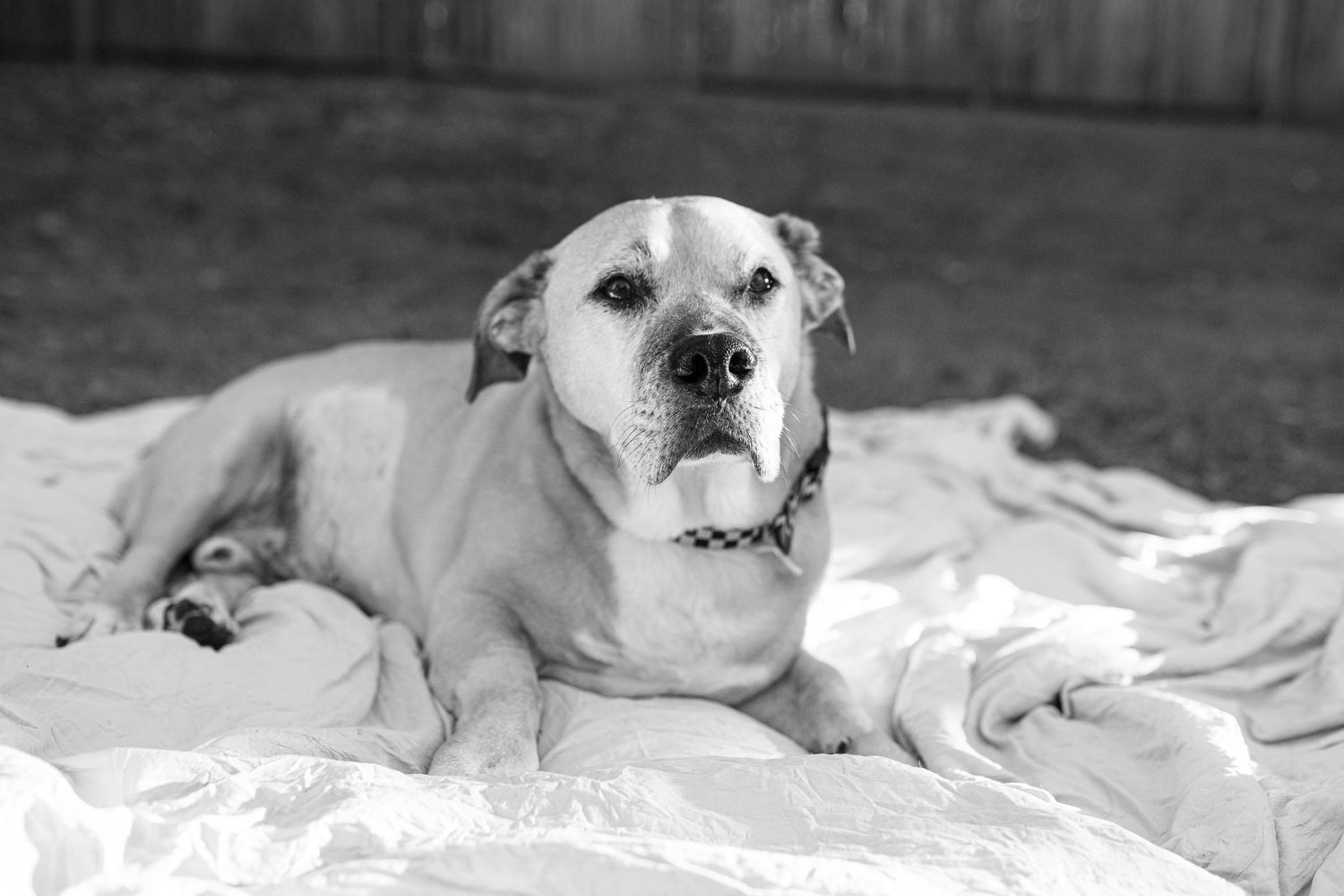 A sleeping dog lies comfortably on white bedding while resting its head on soft pillows.