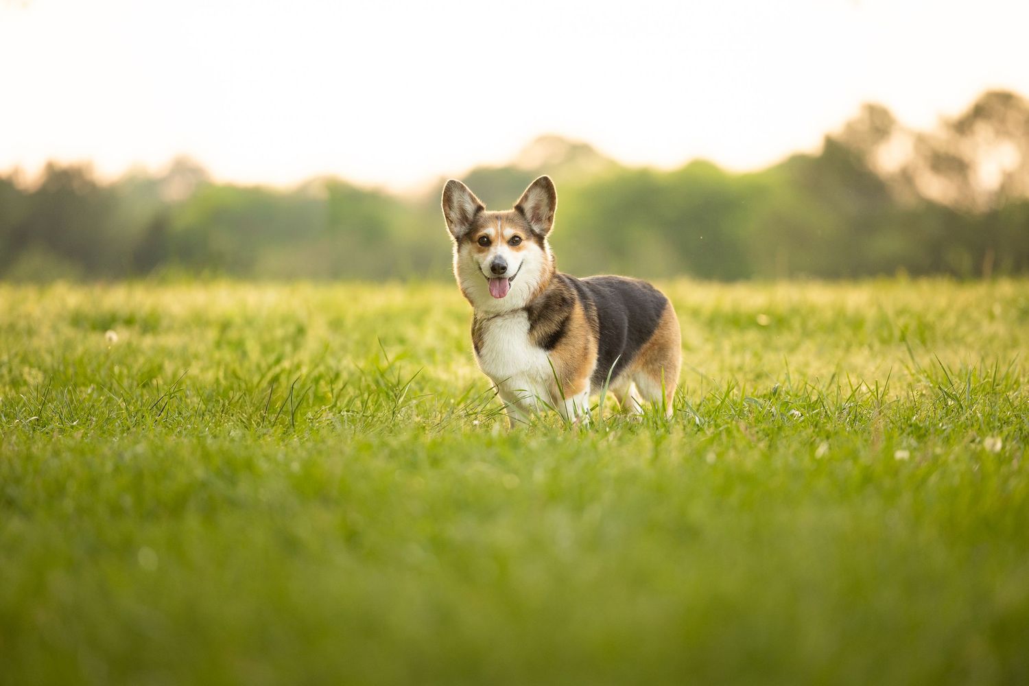 A Corgi dog stands alert in a lush green field bathed in warm golden sunlight with trees in the background.