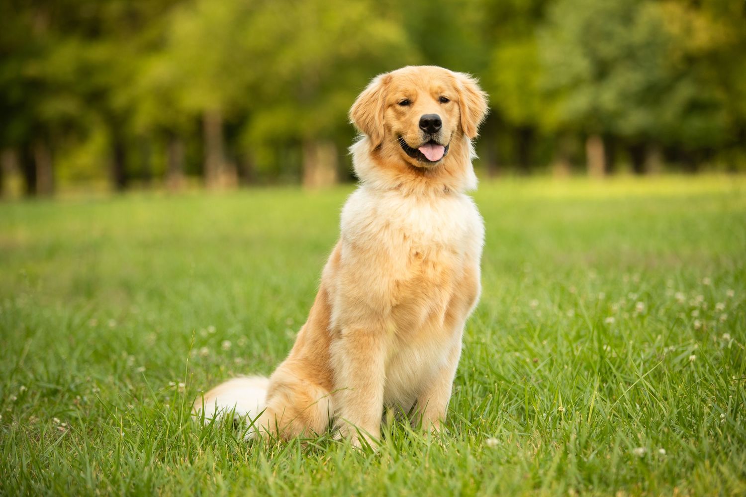 Golden retriever dog sitting in green grass on a sunny day with trees in the background.