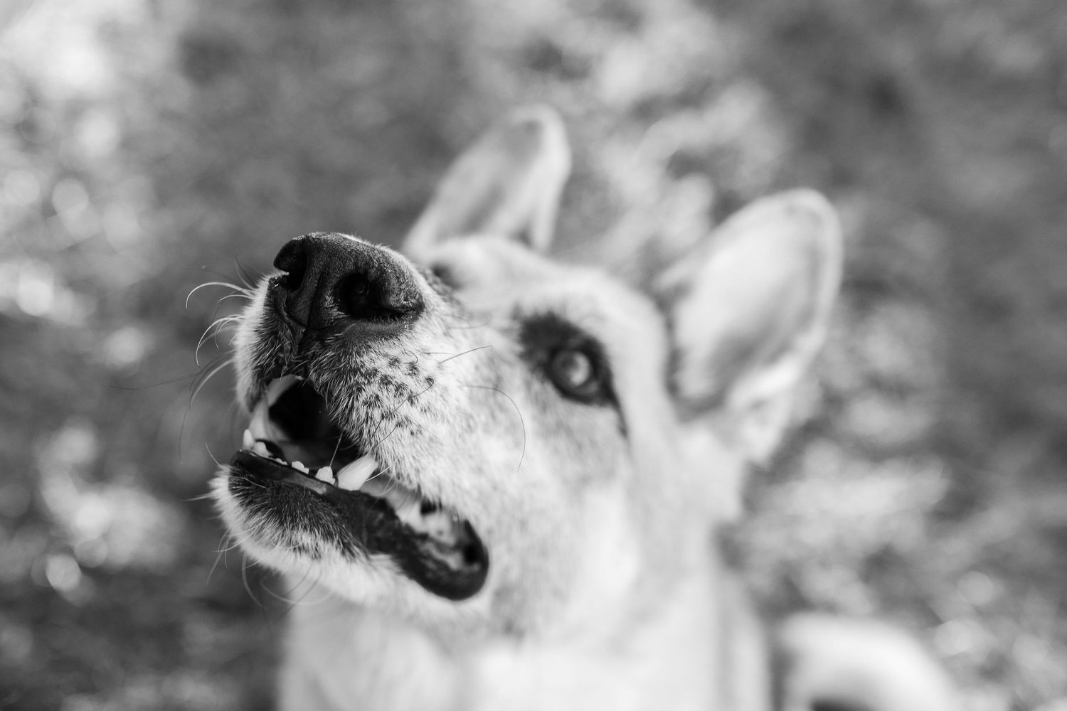 Black and white portrait of a small dog with perky ears looking upward with a curious expression.