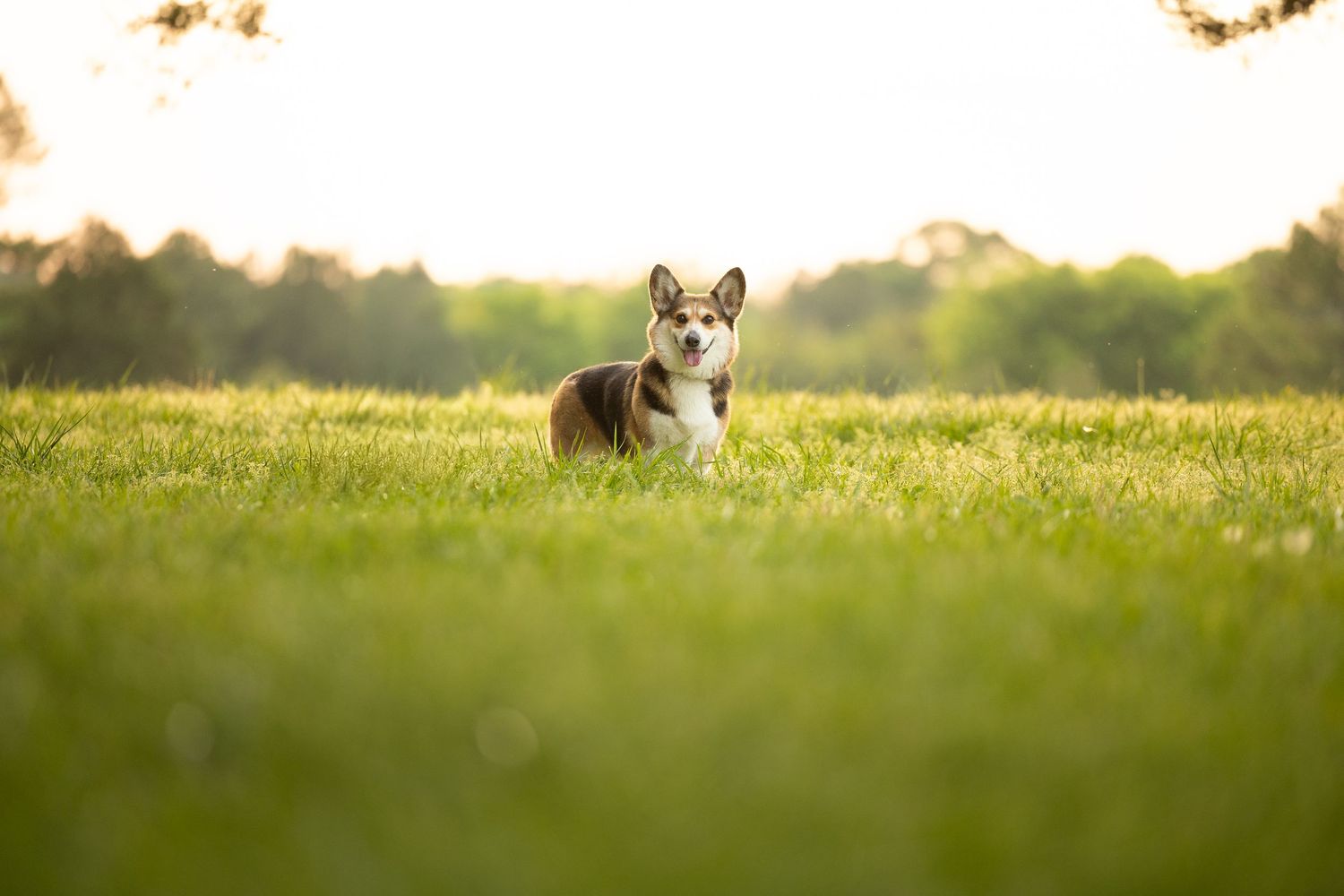 A Corgi dog stands alert in a lush green field bathed in warm golden sunlight with trees in the background.