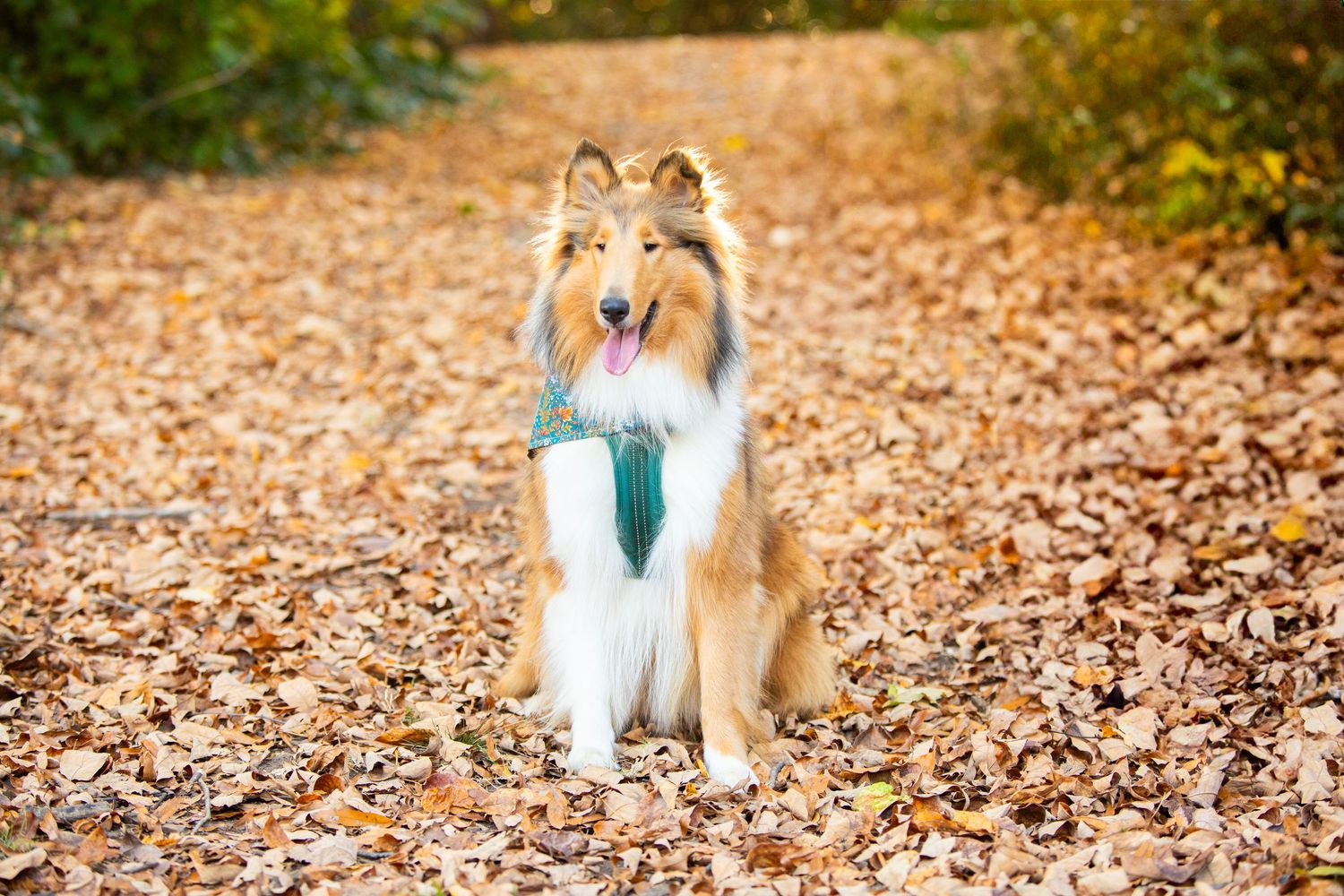 Shetland sheepdog wearing a turquoise bandana sits attentively on fallen autumn leaves in an outdoor setting.