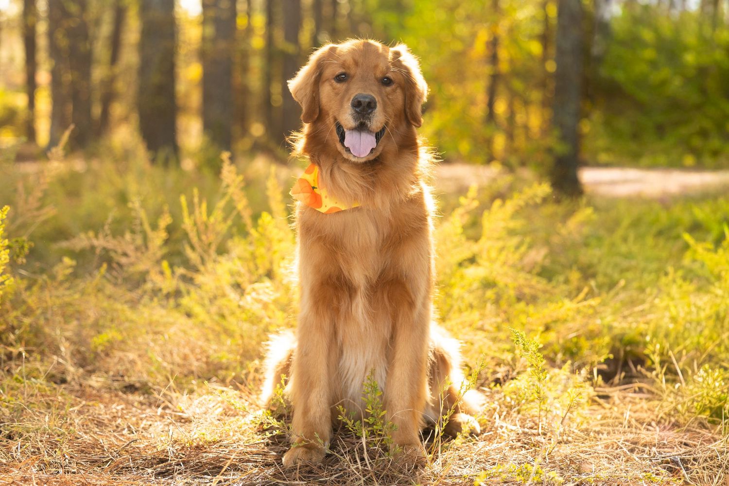 Golden retriever puppy sits in a sunlit autumn forest with golden leaves and warm lighting.