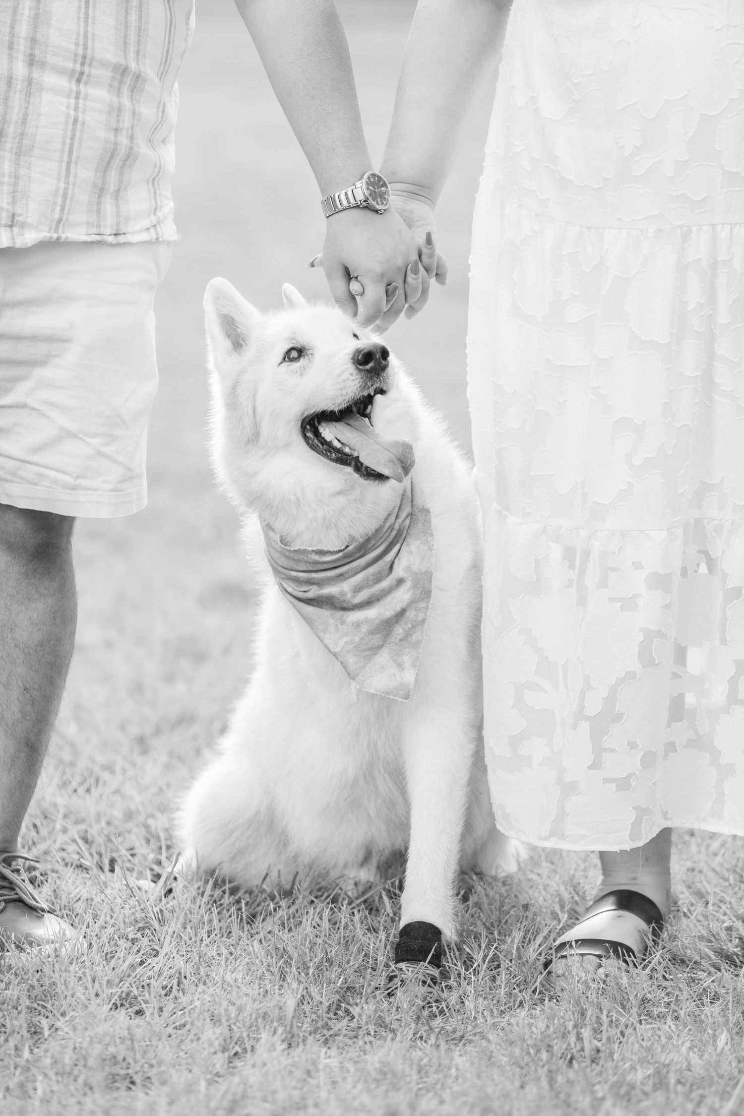 Black and white photo of a happy white husky wearing a bandana standing between two people on grassy ground.