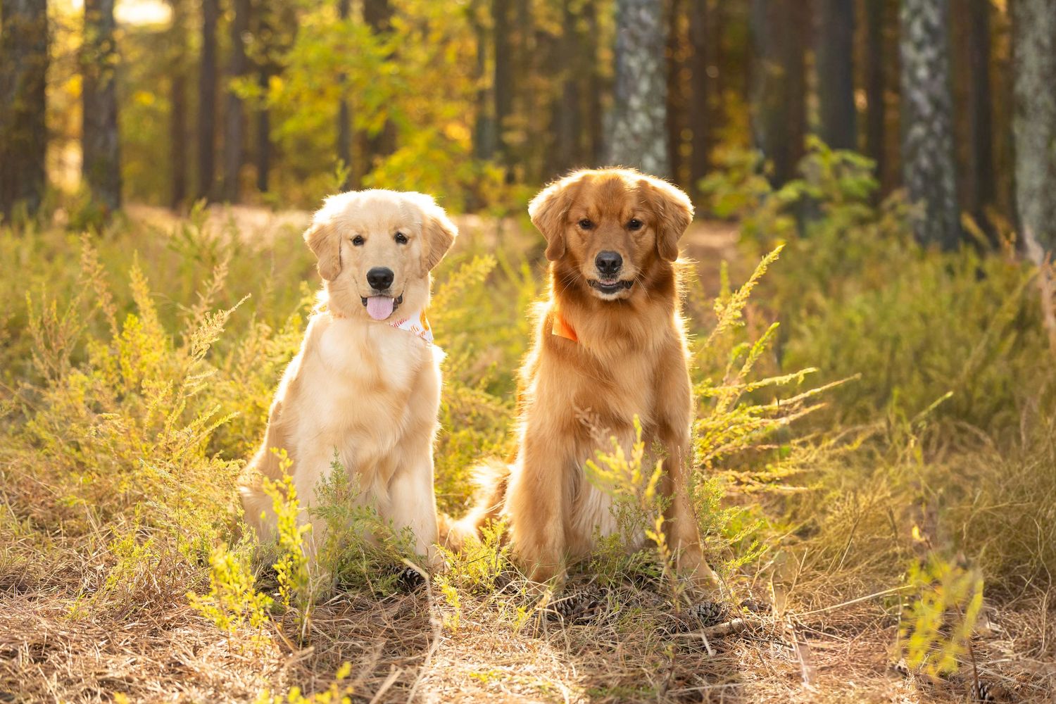 Two golden retriever dogs sitting together in a sunlit forest with autumn foliage in the background.