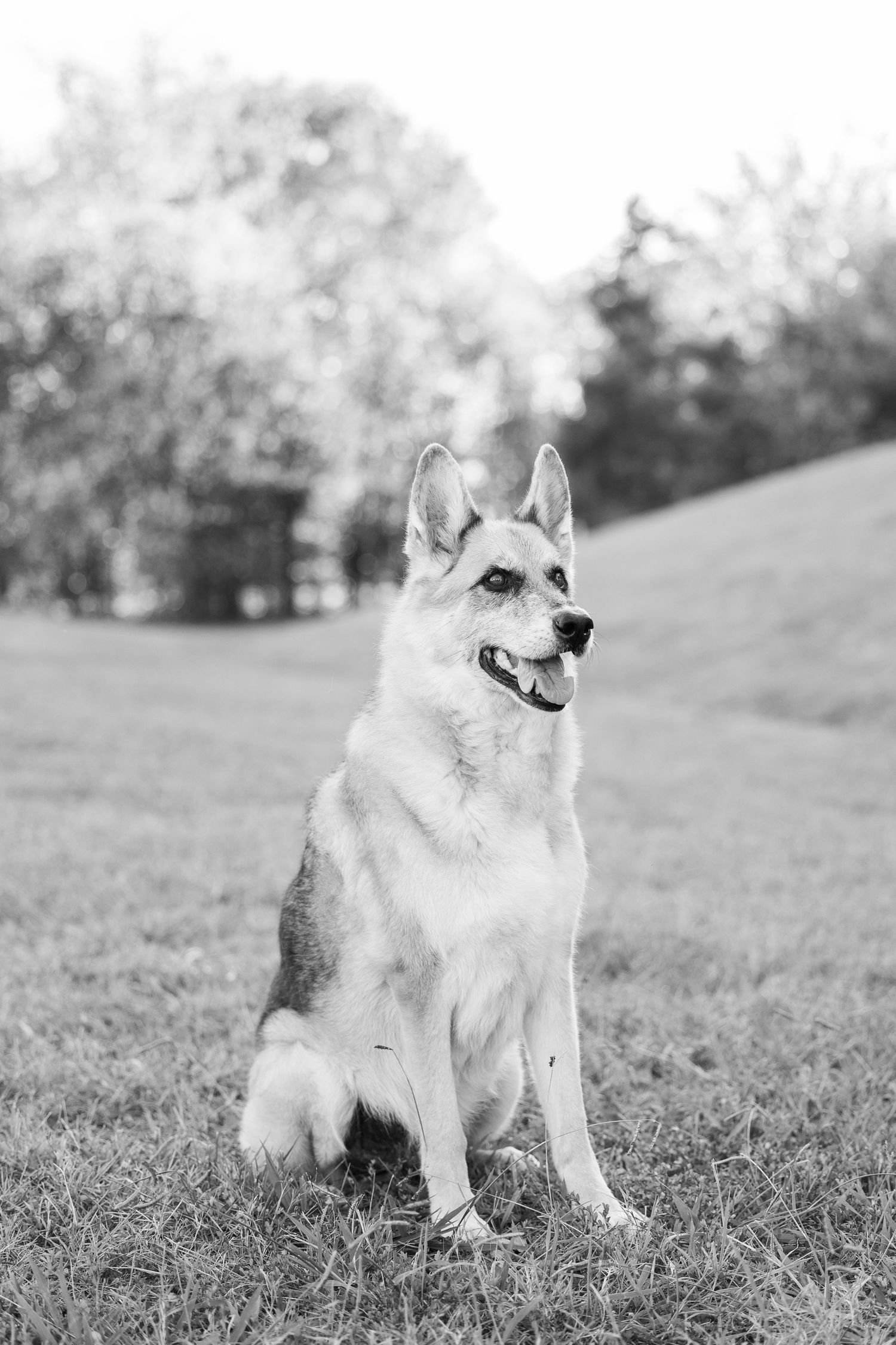 A series of black and white photos showing a Husky dog sitting and posing in a grassy field.