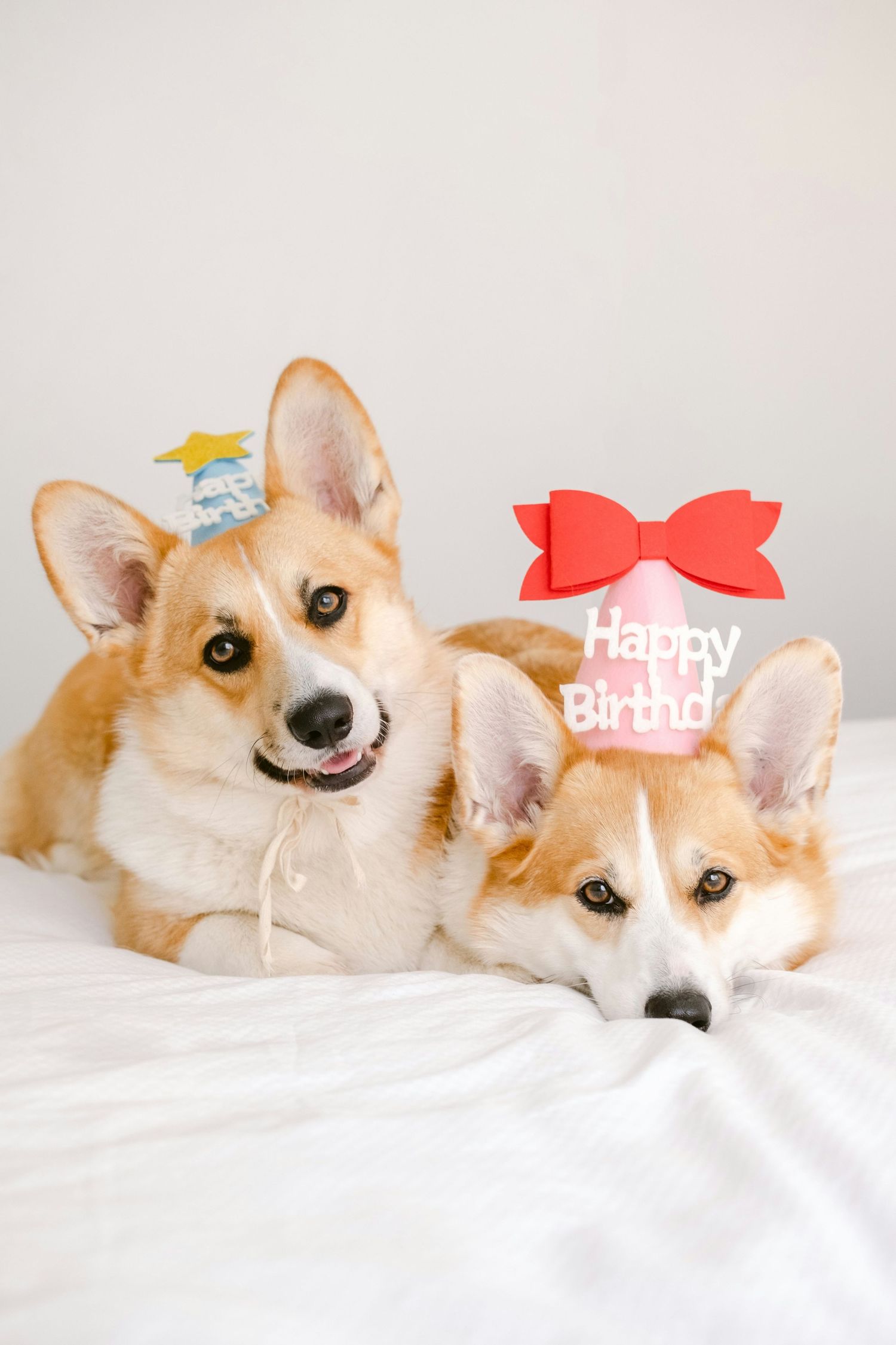 Two adorable Corgi dogs wearing birthday party accessories including bows and a graduation cap pose on white bedding.