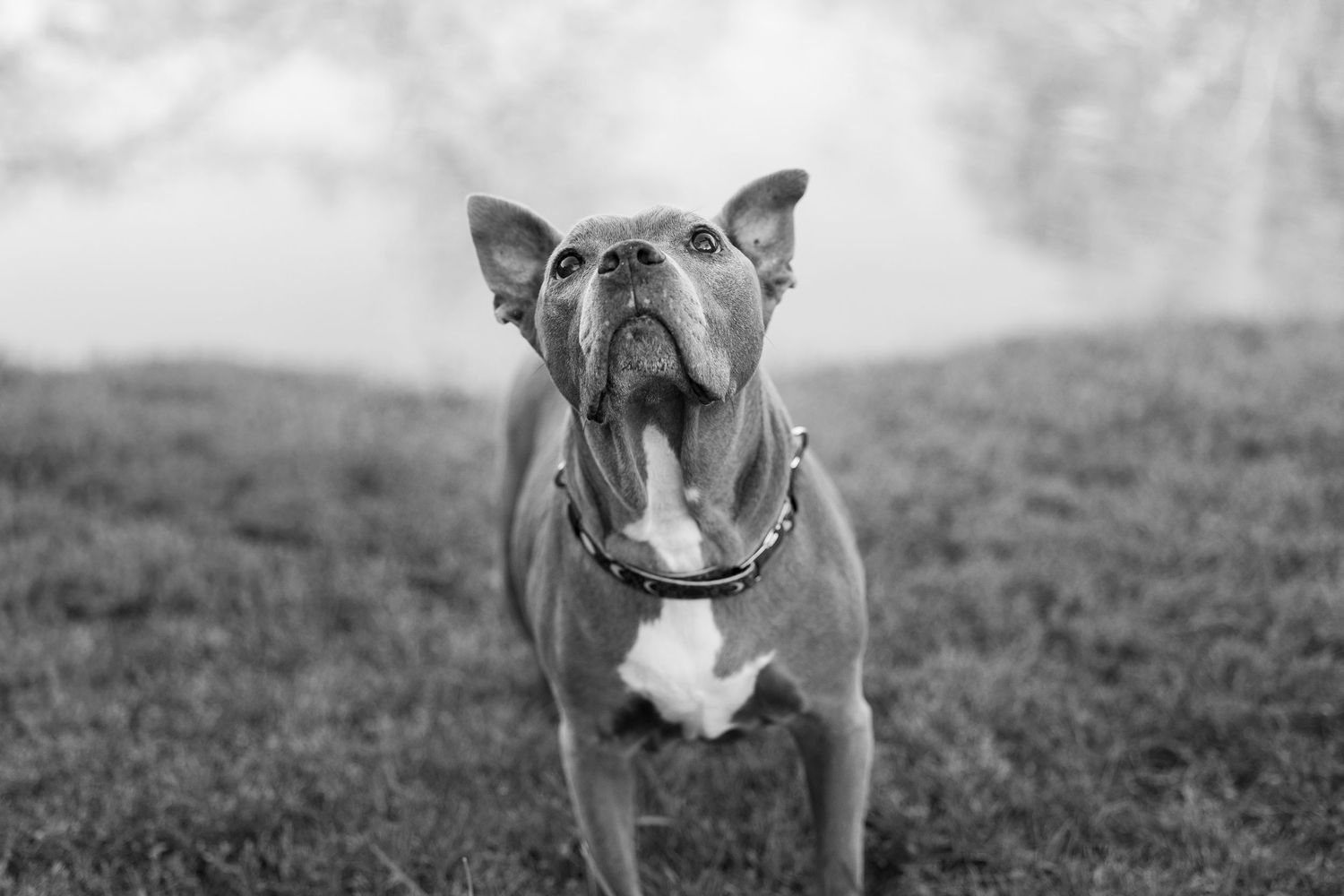 Black and white photo of a muscular pit bull type dog standing alertly in a grassy field.