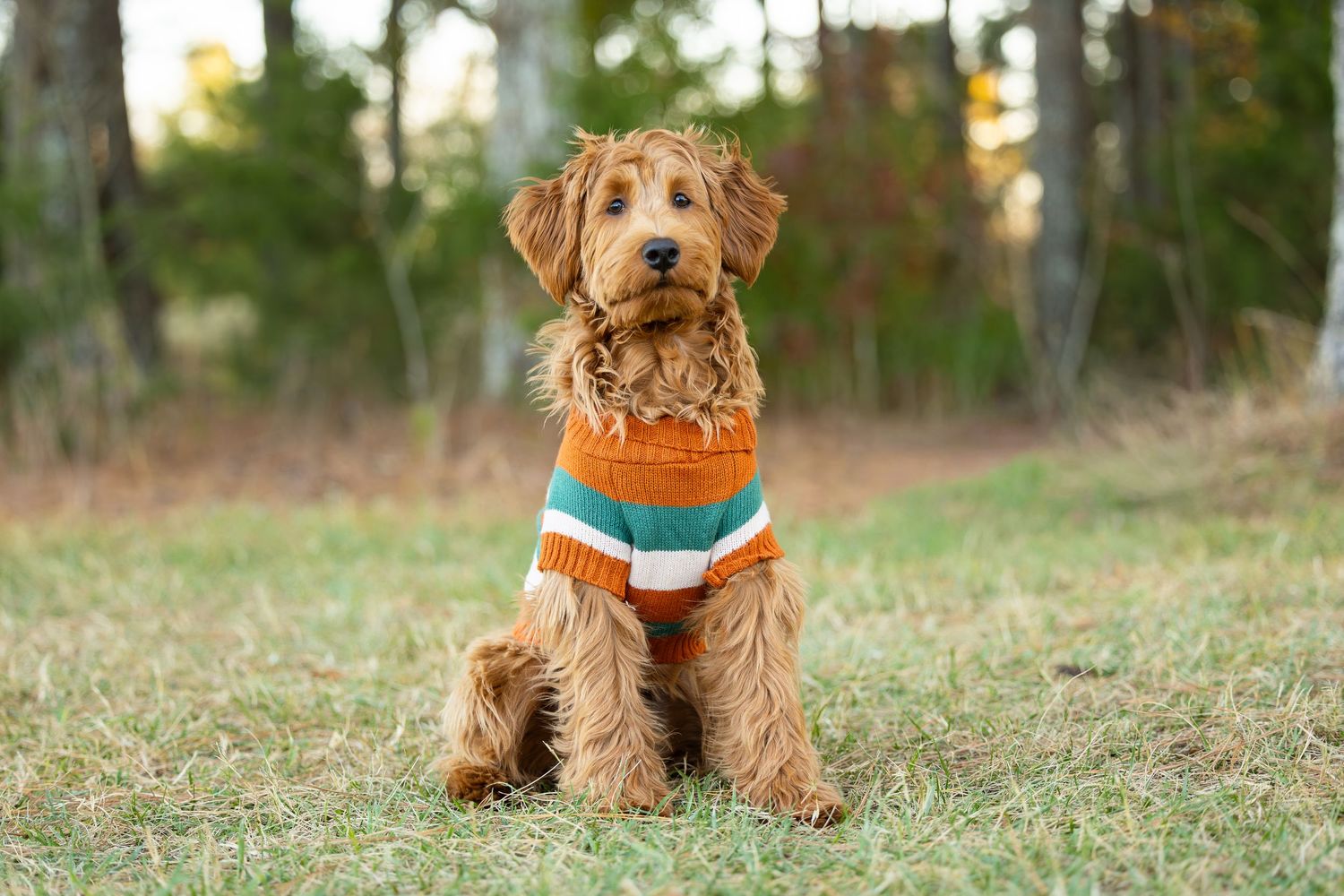Brown goldendoodle dog wearing orange and blue bandana sits attentively in grassy field at sunset.