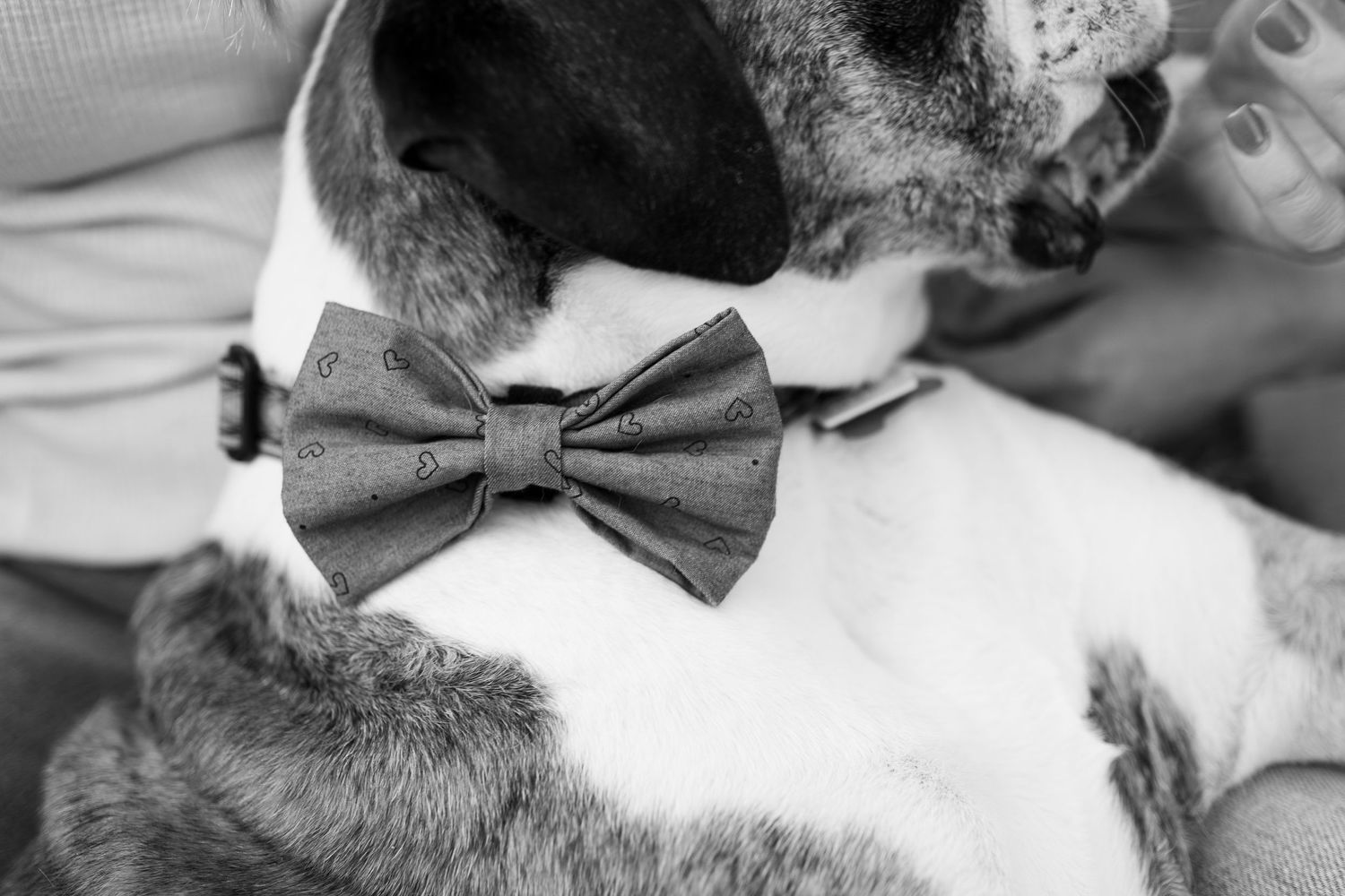 Close-up black and white photo showing a formal bow tie being adjusted on a dress shirt collar.