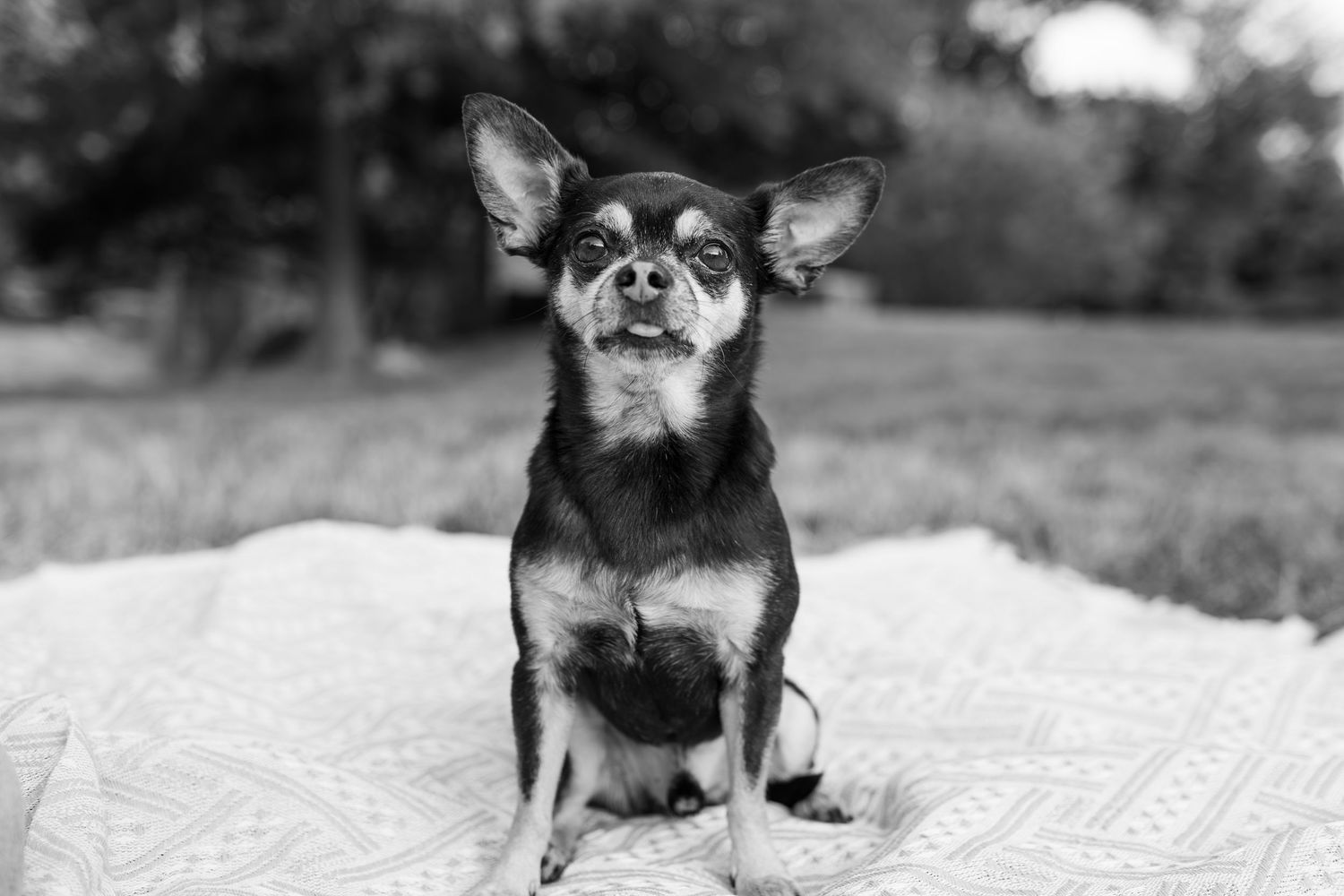 Black and white portrait of a Chihuahua sitting on a blanket outdoors with trees in the background.