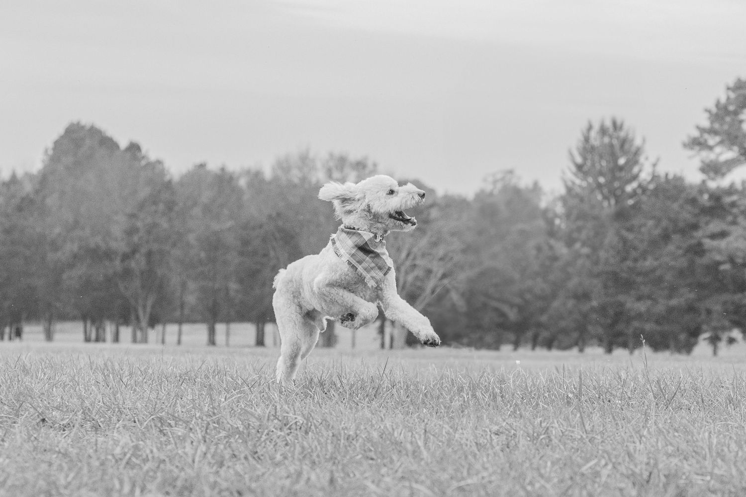 A golden retriever dog leaps joyfully through a grassy field with pine trees in the background.